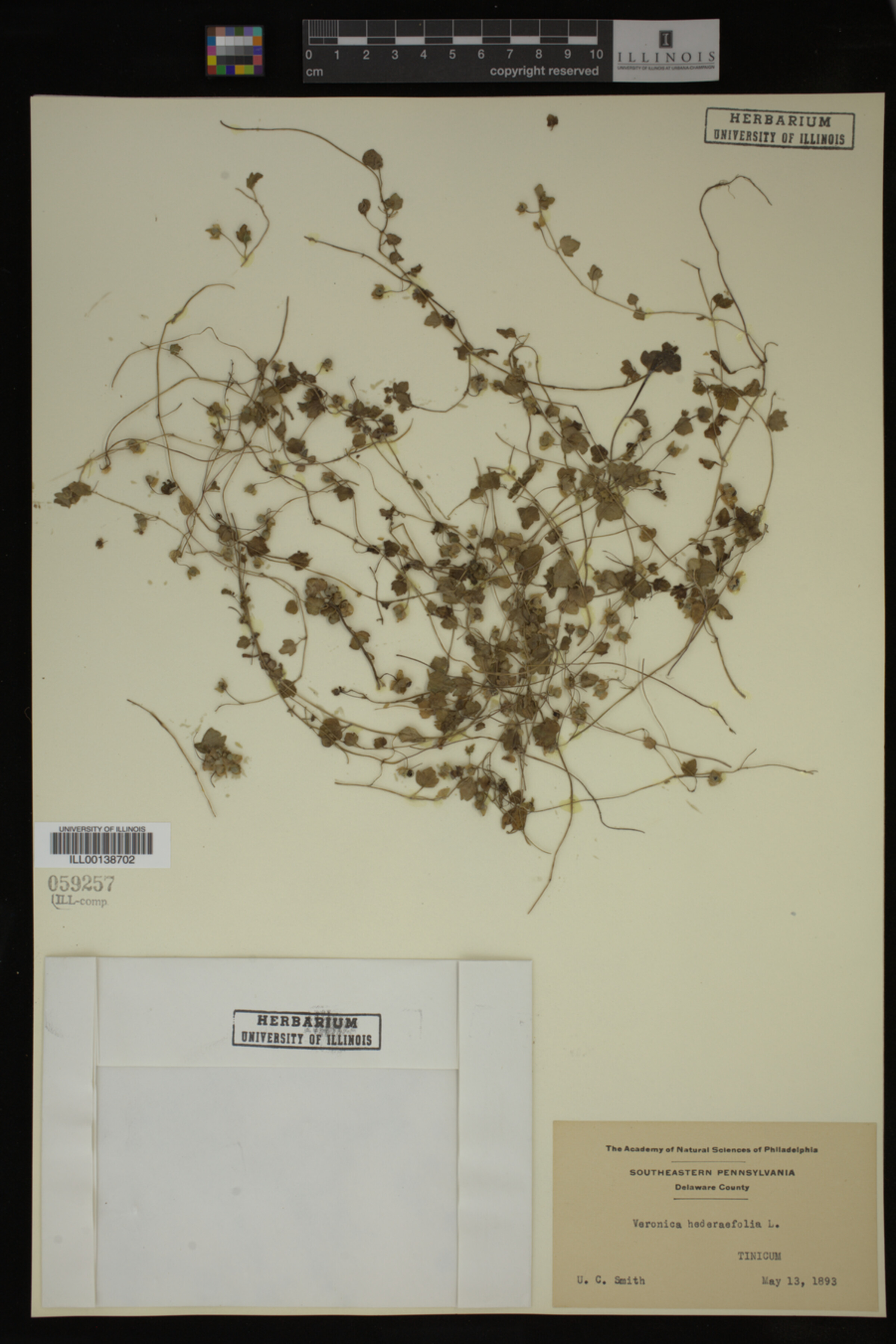 Veronica hederifolia image