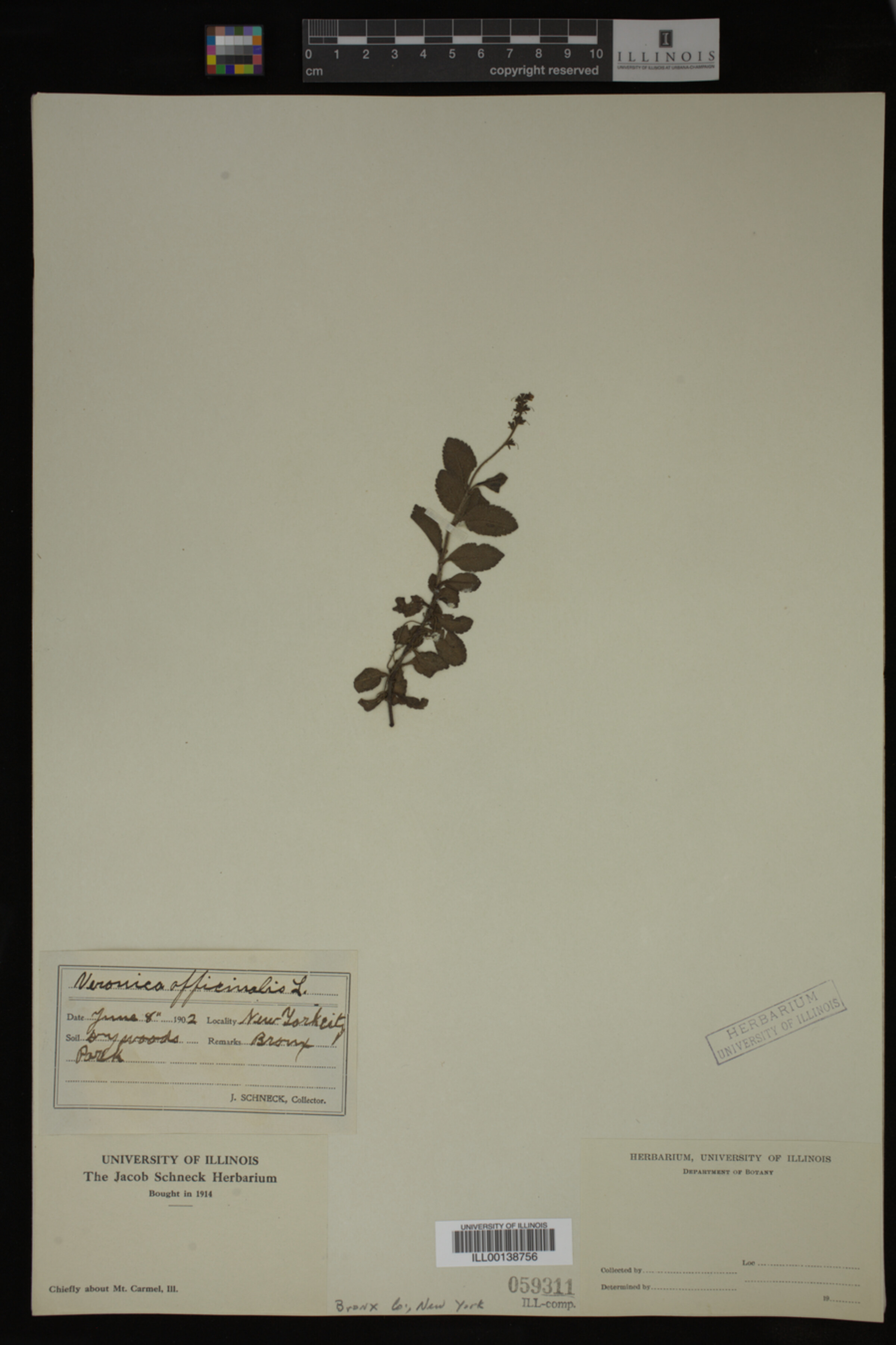 Veronica officinalis image