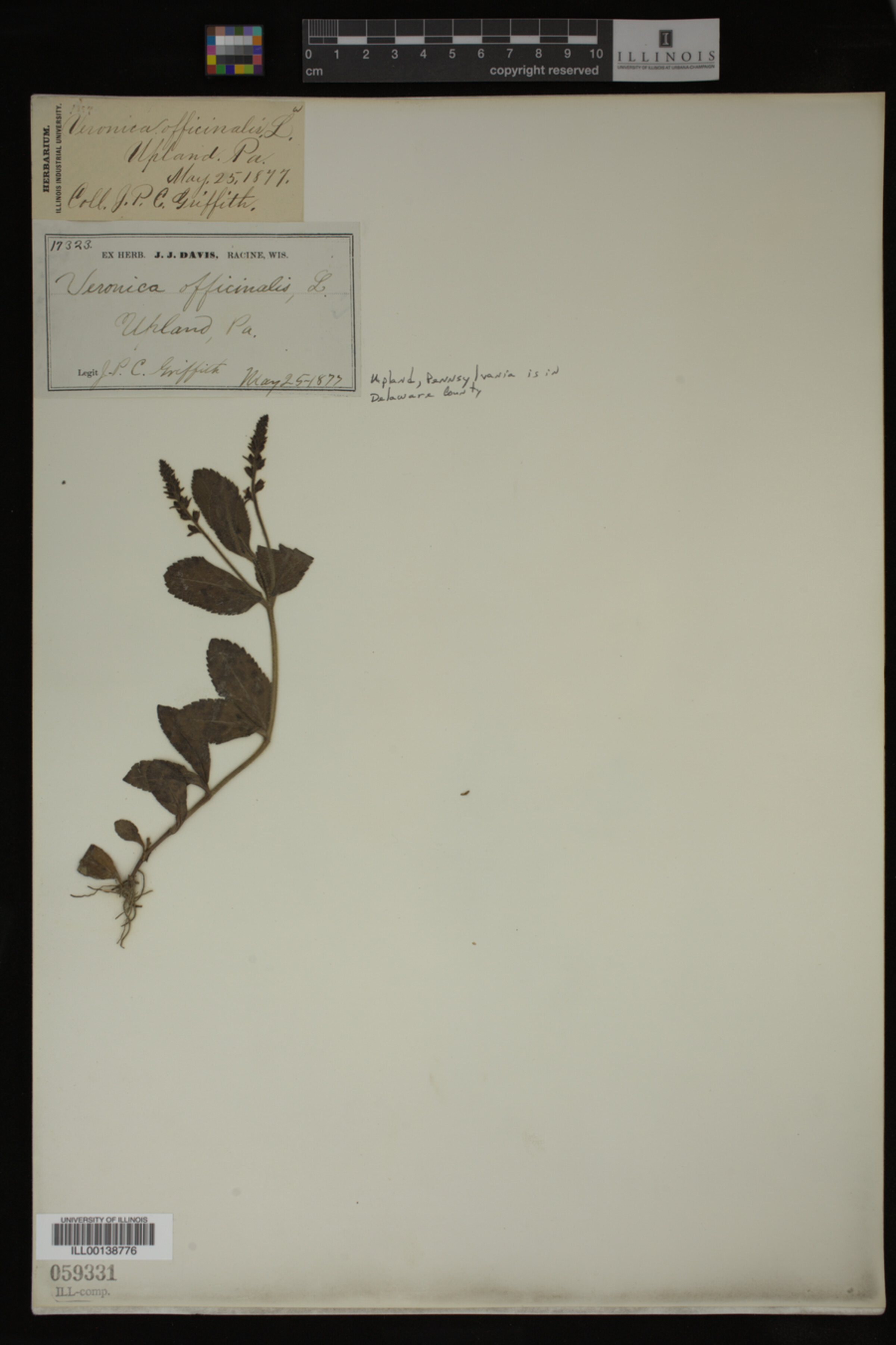 Veronica officinalis image