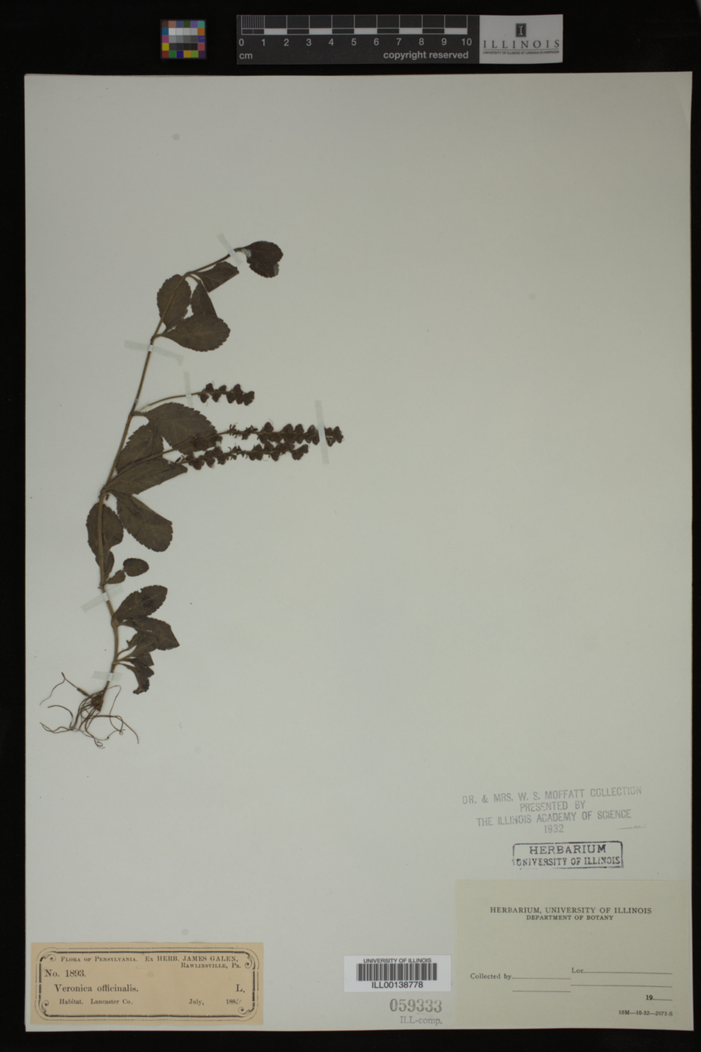 Veronica officinalis image