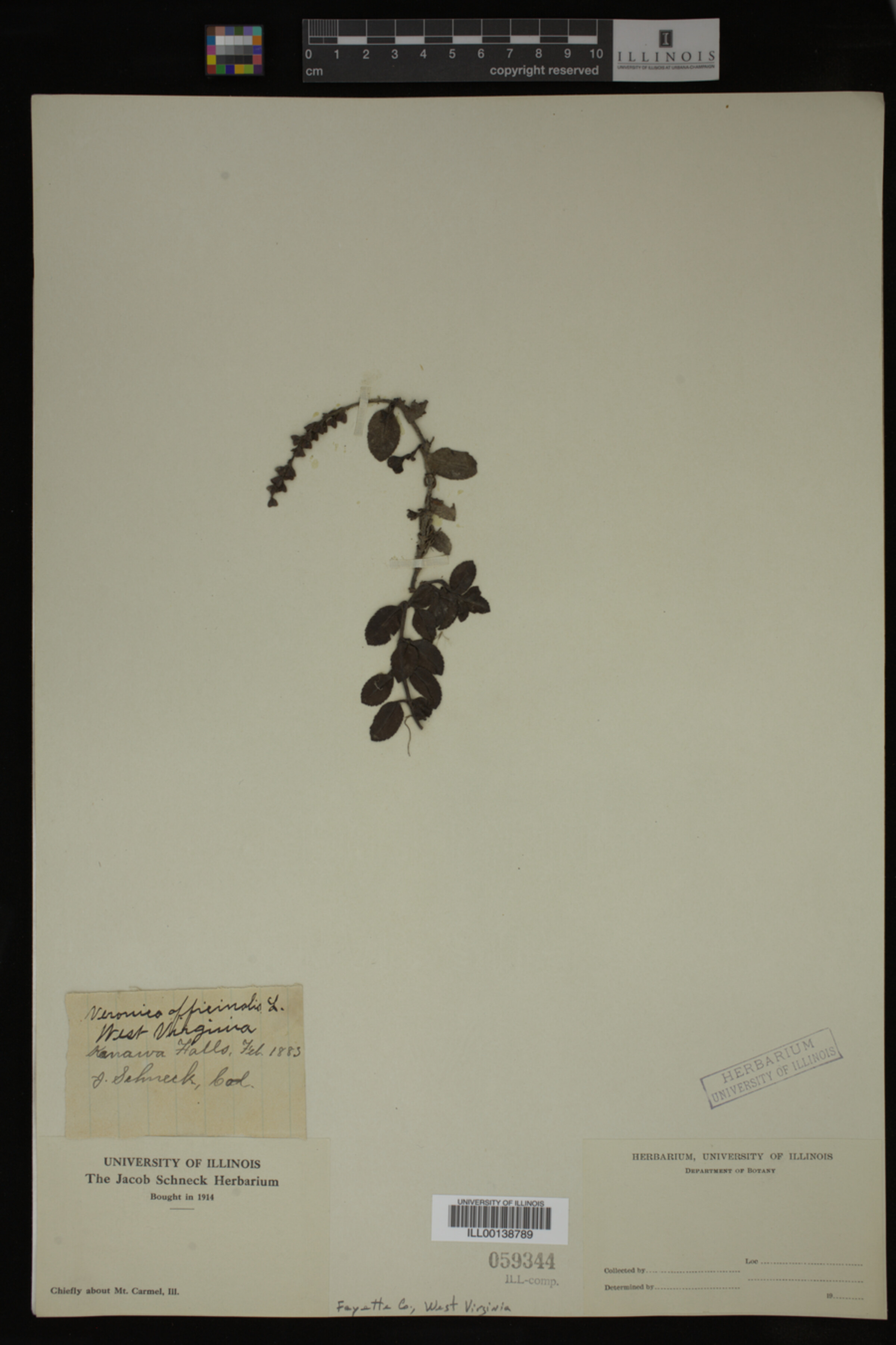Veronica officinalis image