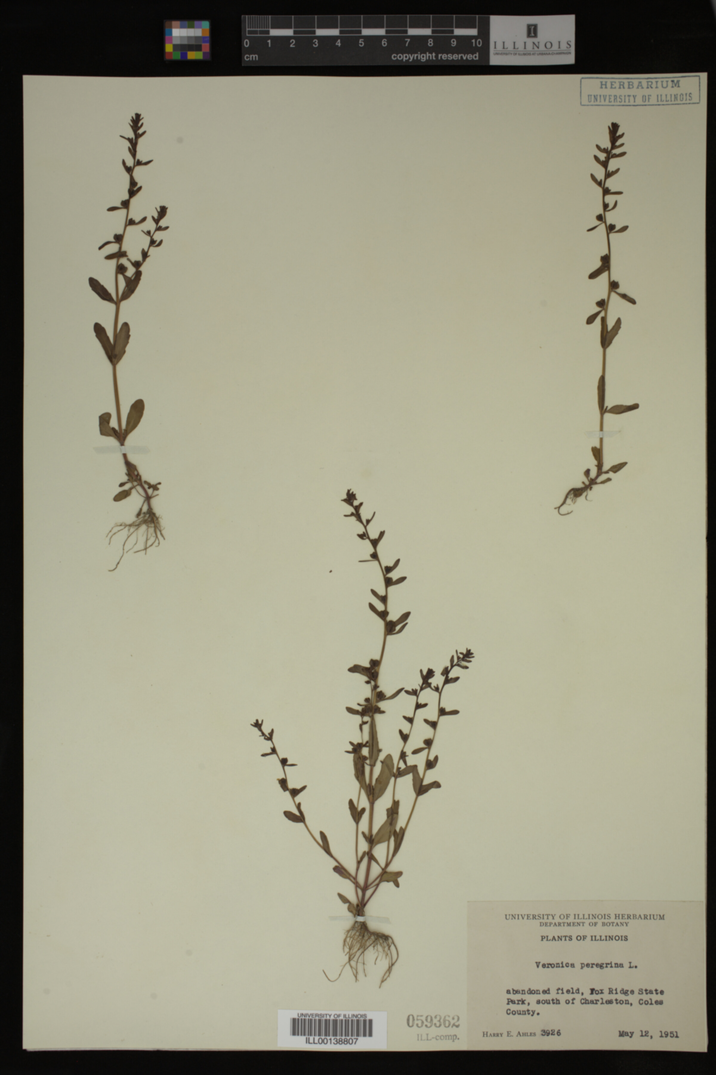 Veronica peregrina image