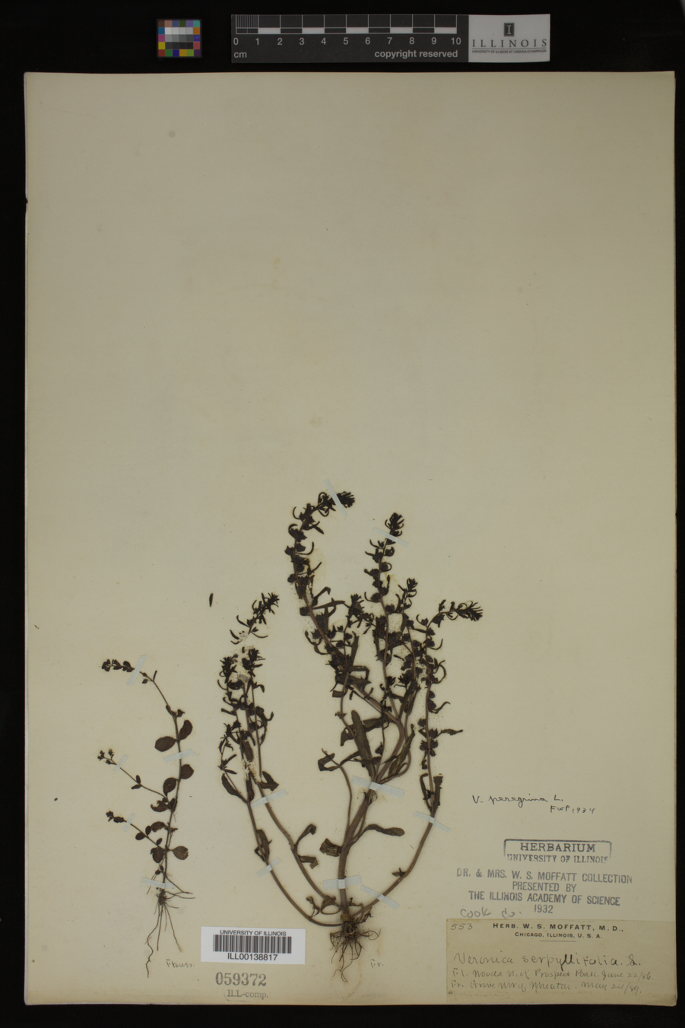 Veronica peregrina image