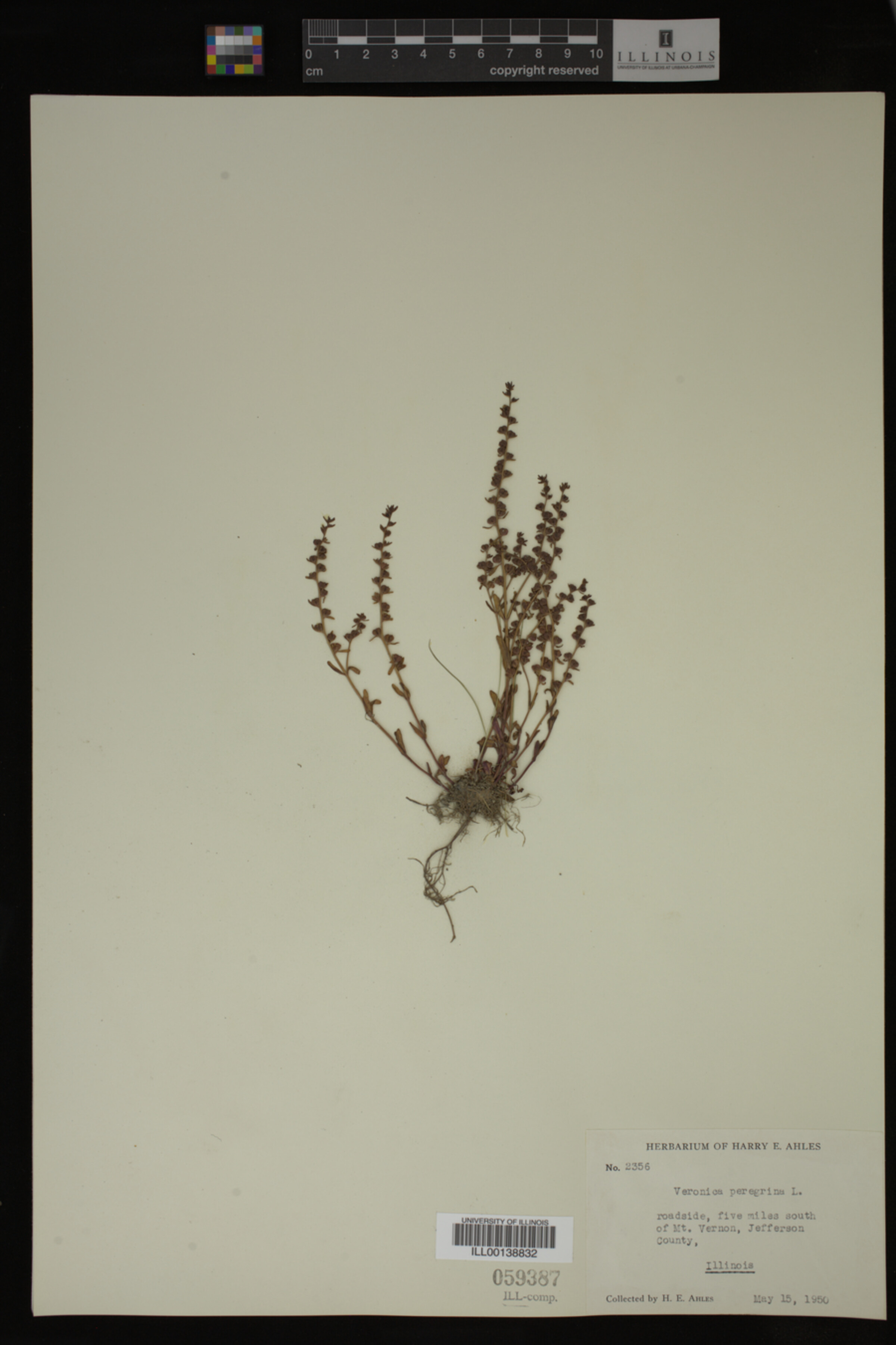 Veronica peregrina image