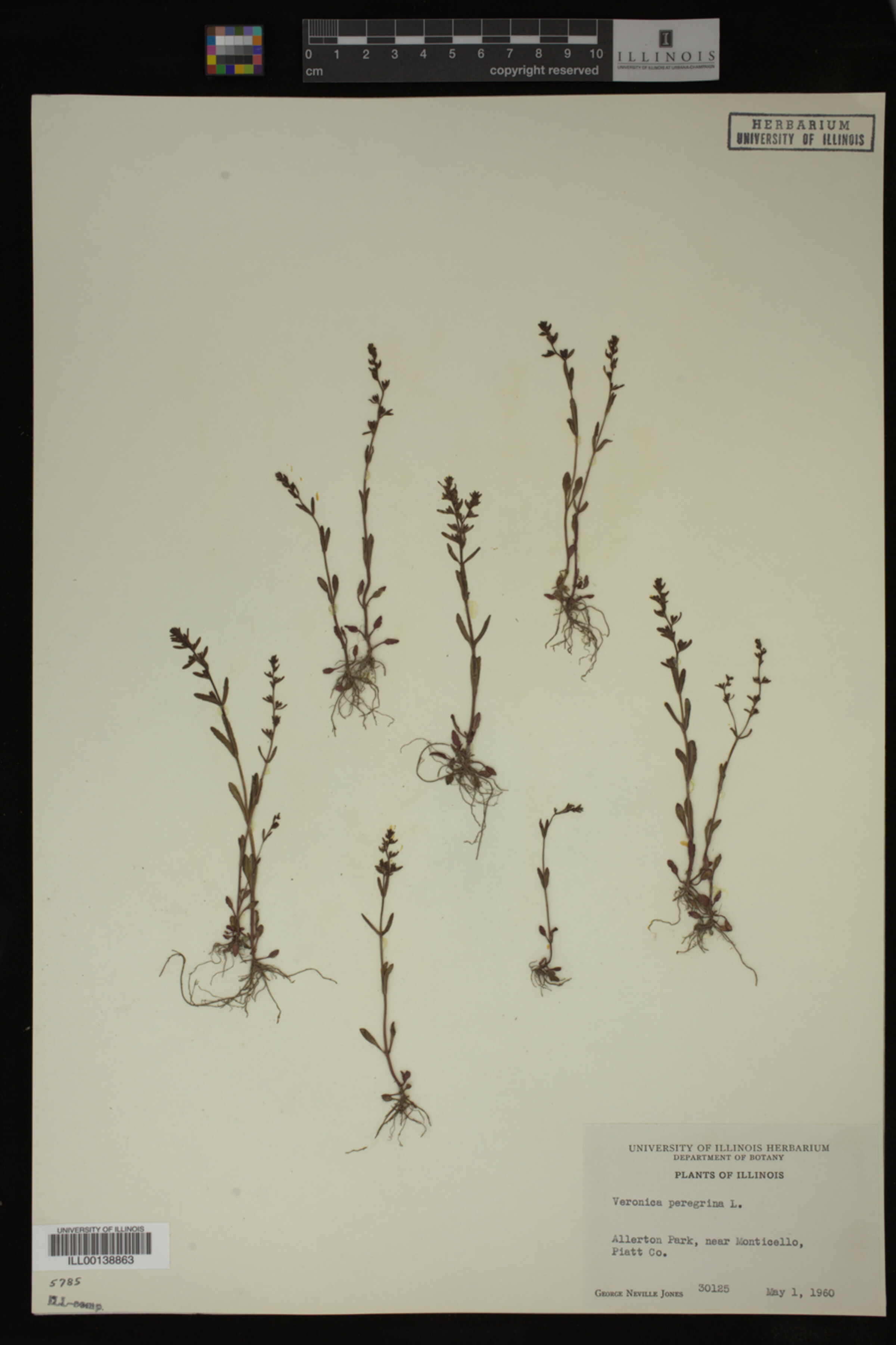 Veronica peregrina image