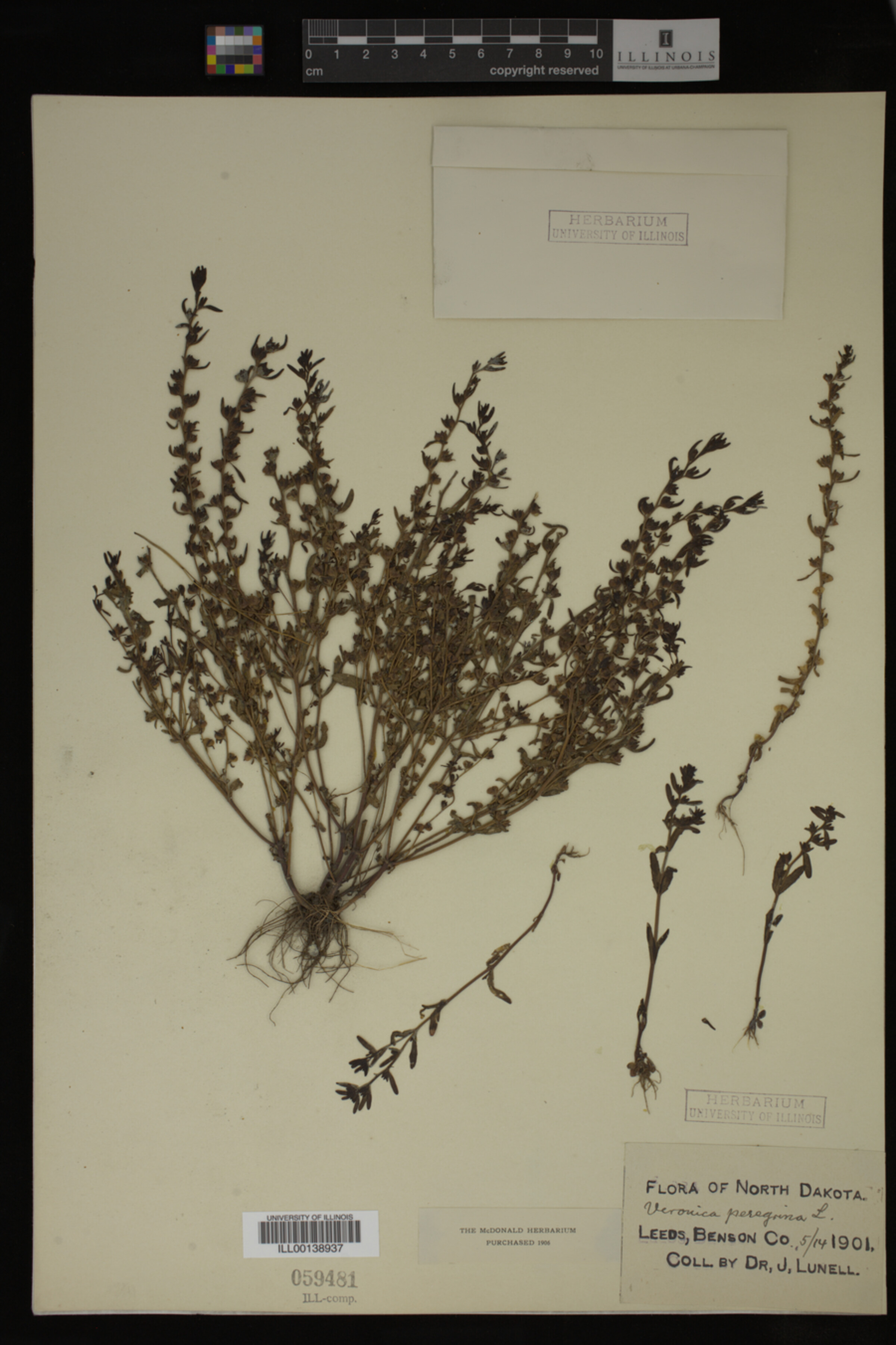 Veronica peregrina image