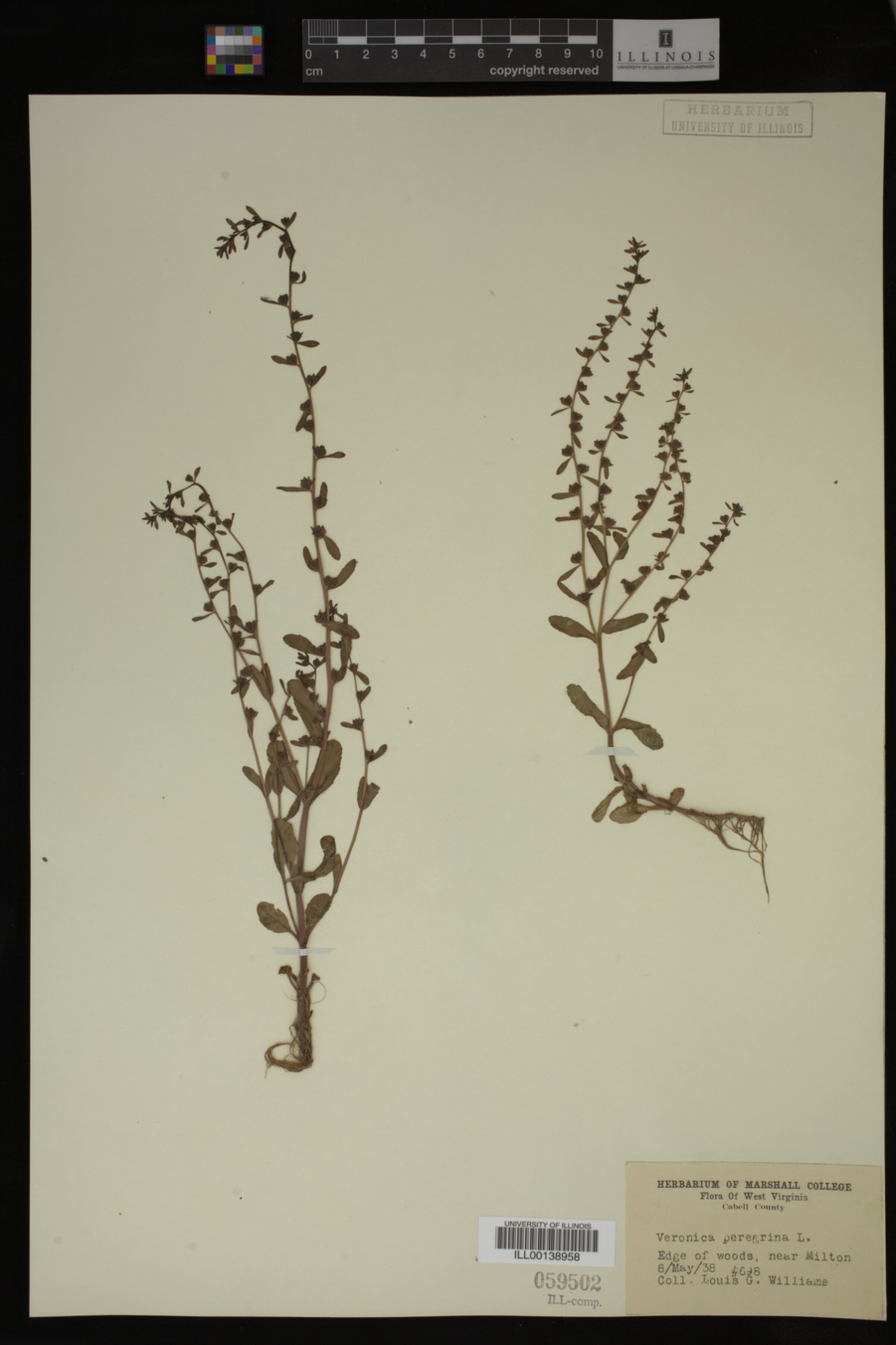 Veronica peregrina image