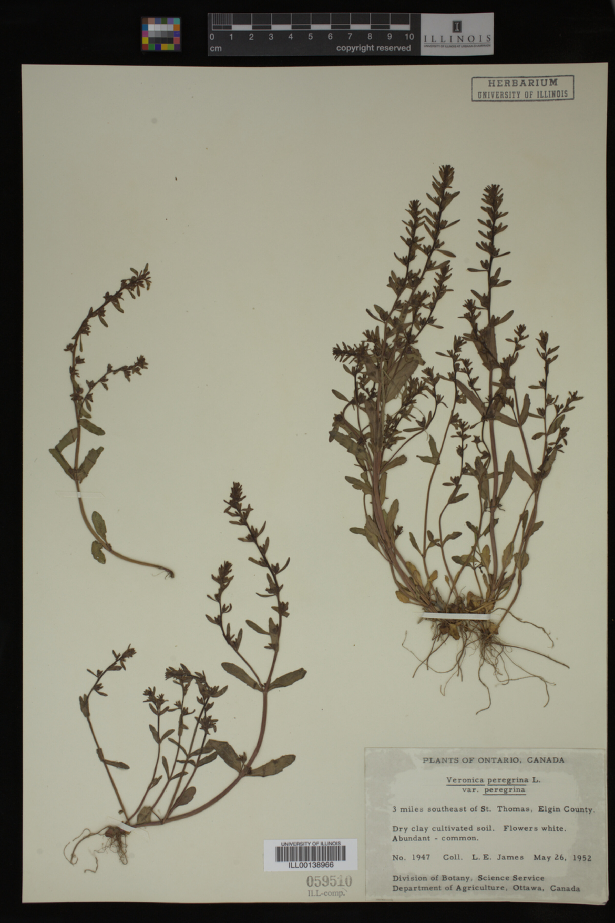 Veronica peregrina var. peregrina image