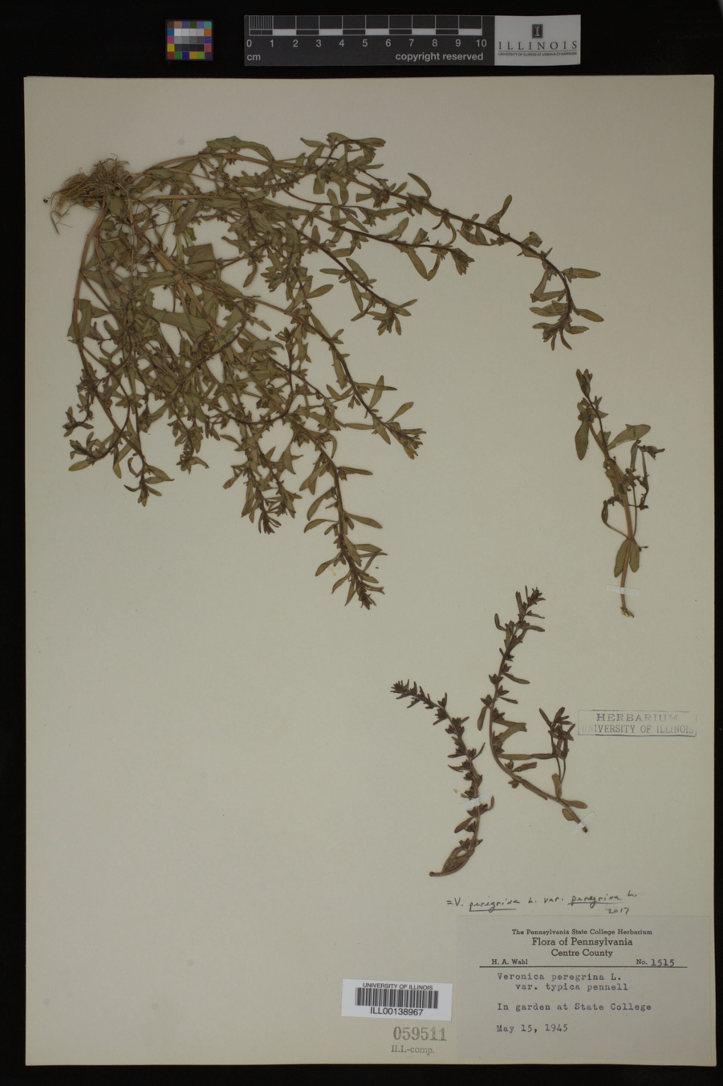 Veronica peregrina var. peregrina image