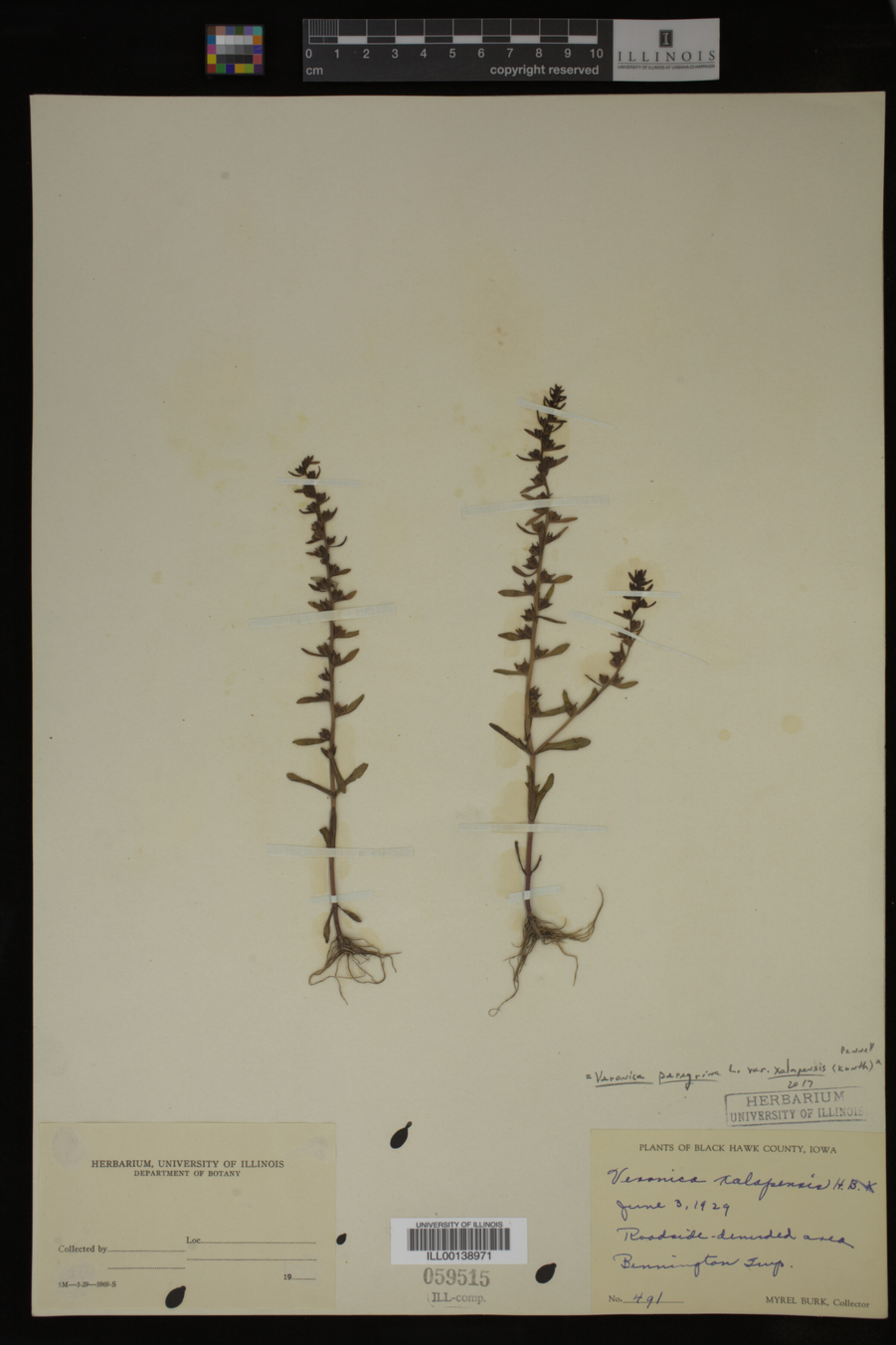 Veronica peregrina var. xalapensis image
