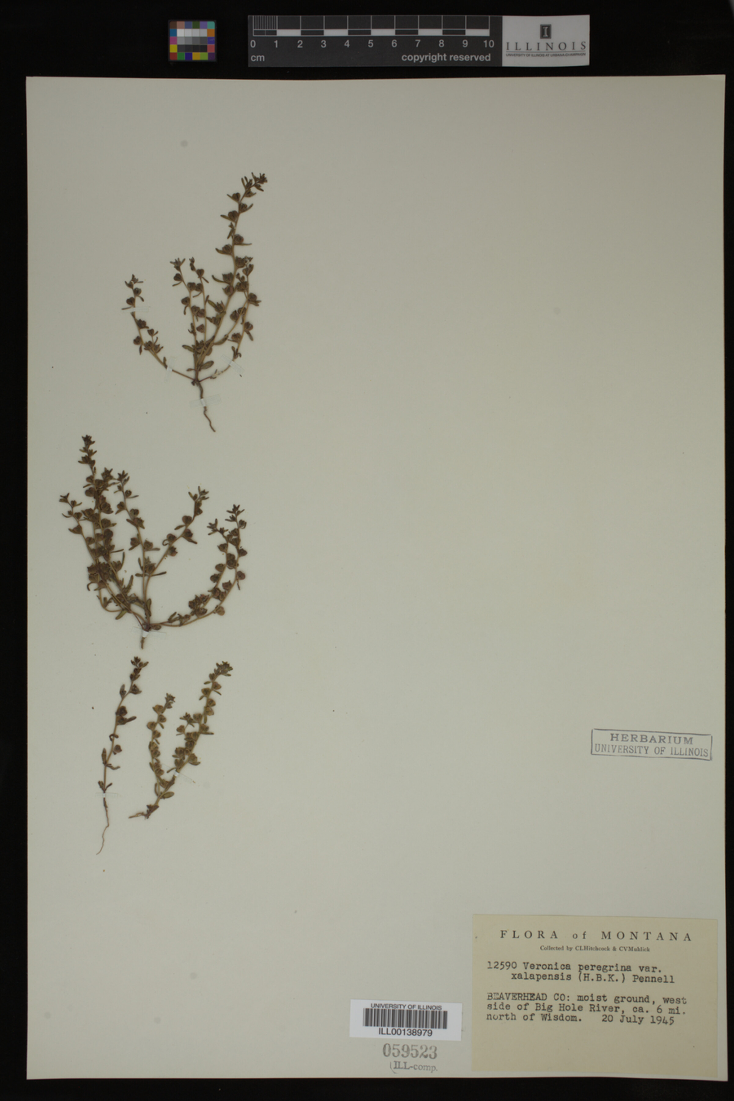 Veronica peregrina var. xalapensis image