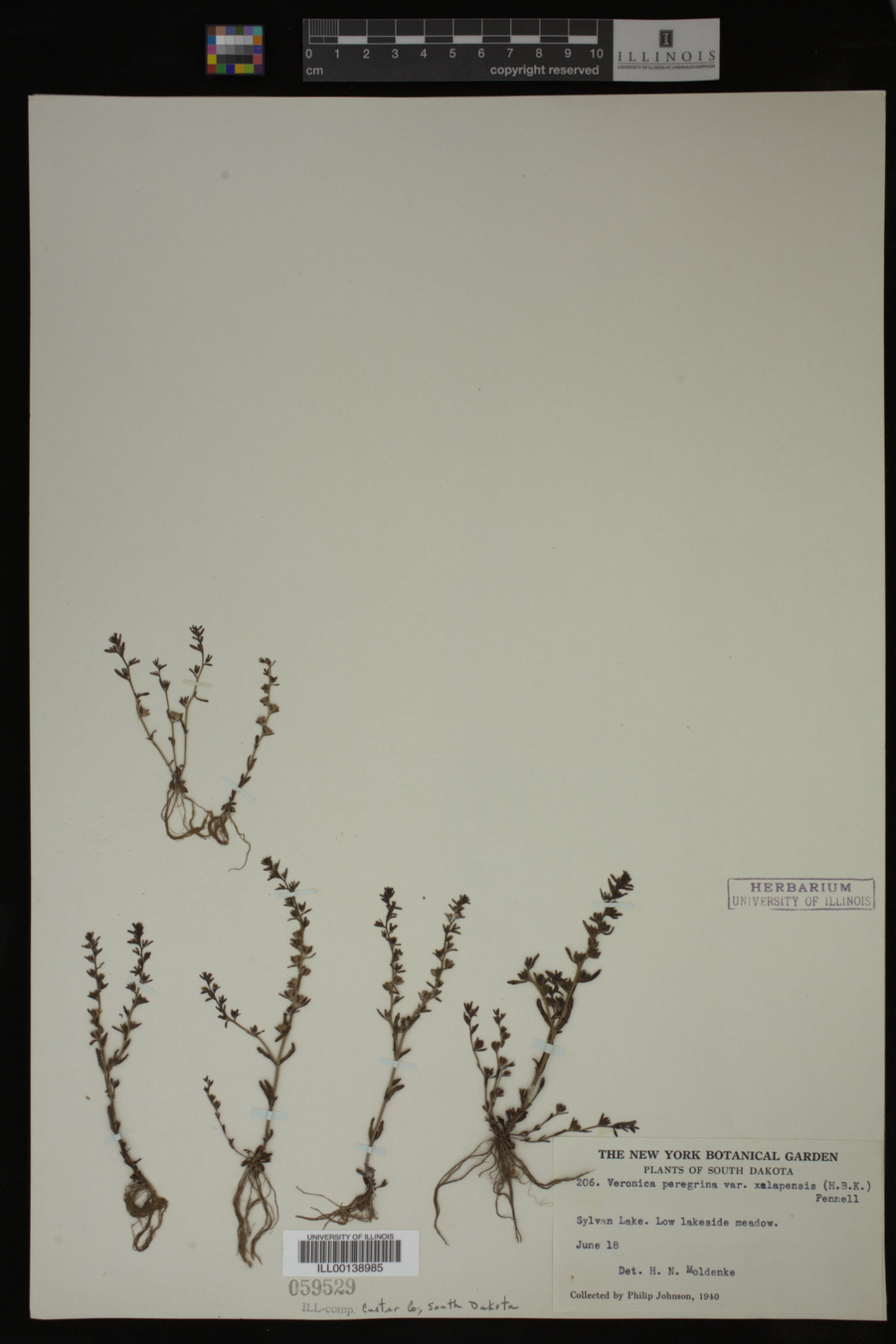 Veronica peregrina var. xalapensis image