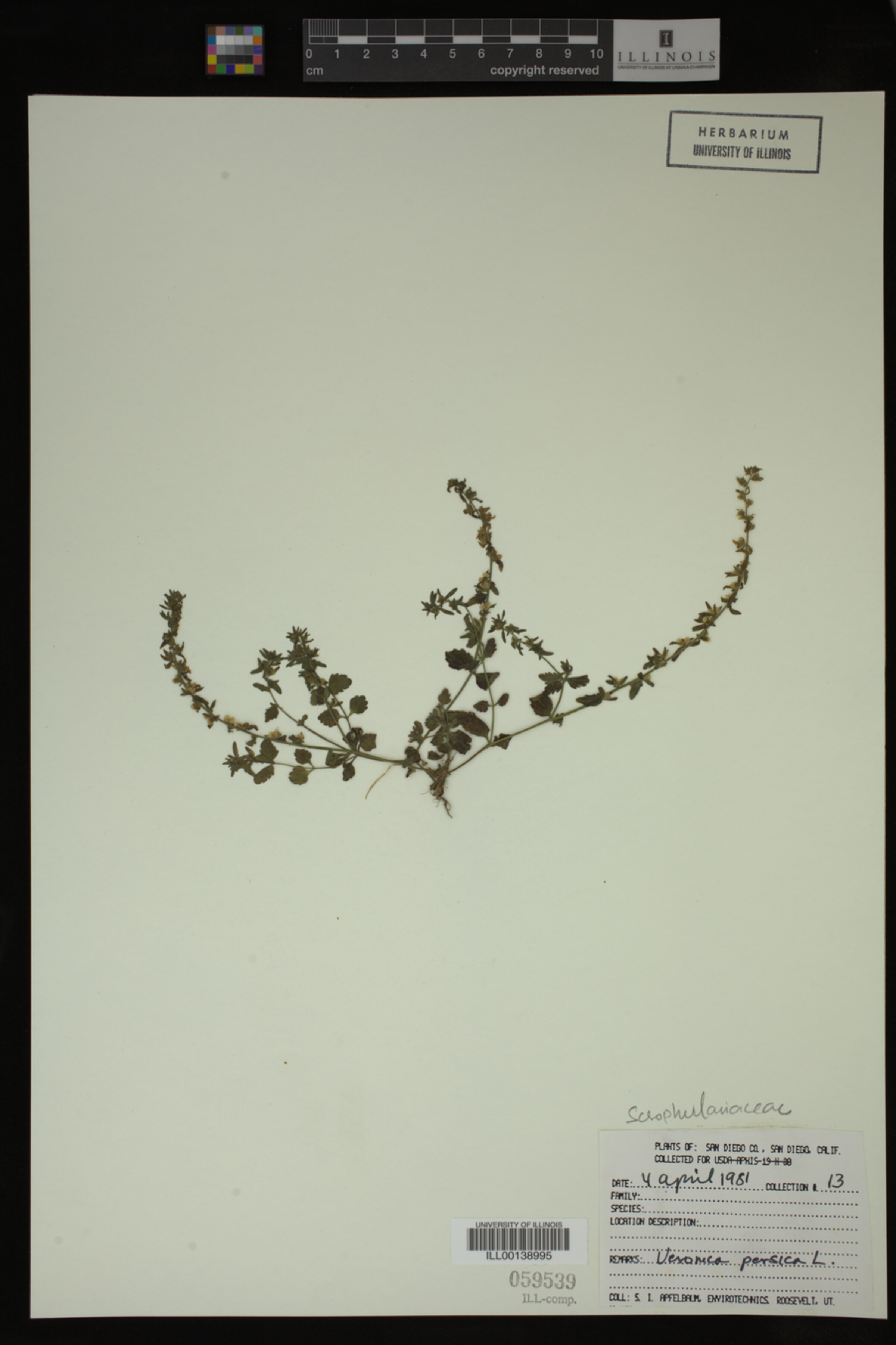 Veronica persica image