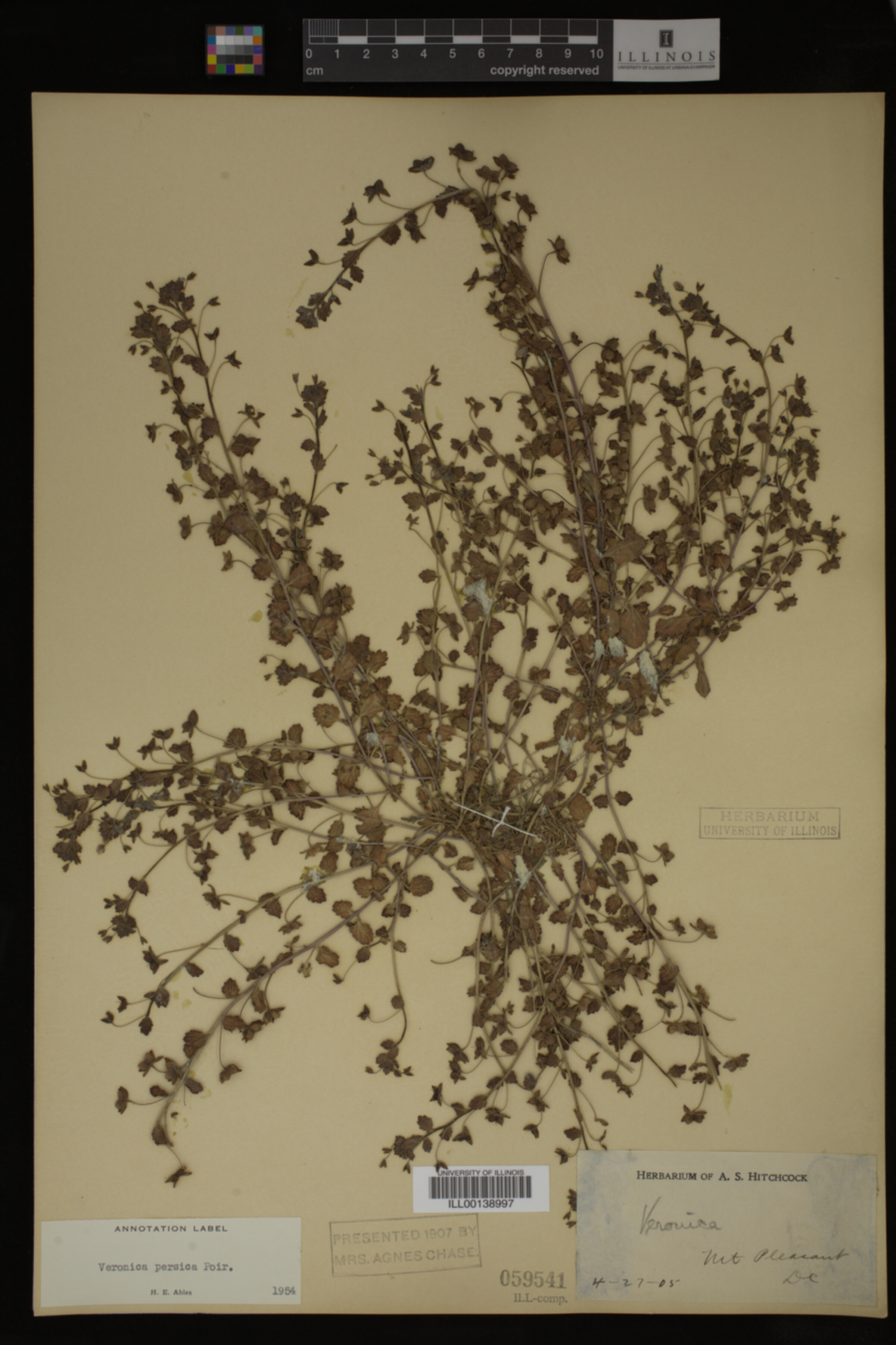 Veronica persica image
