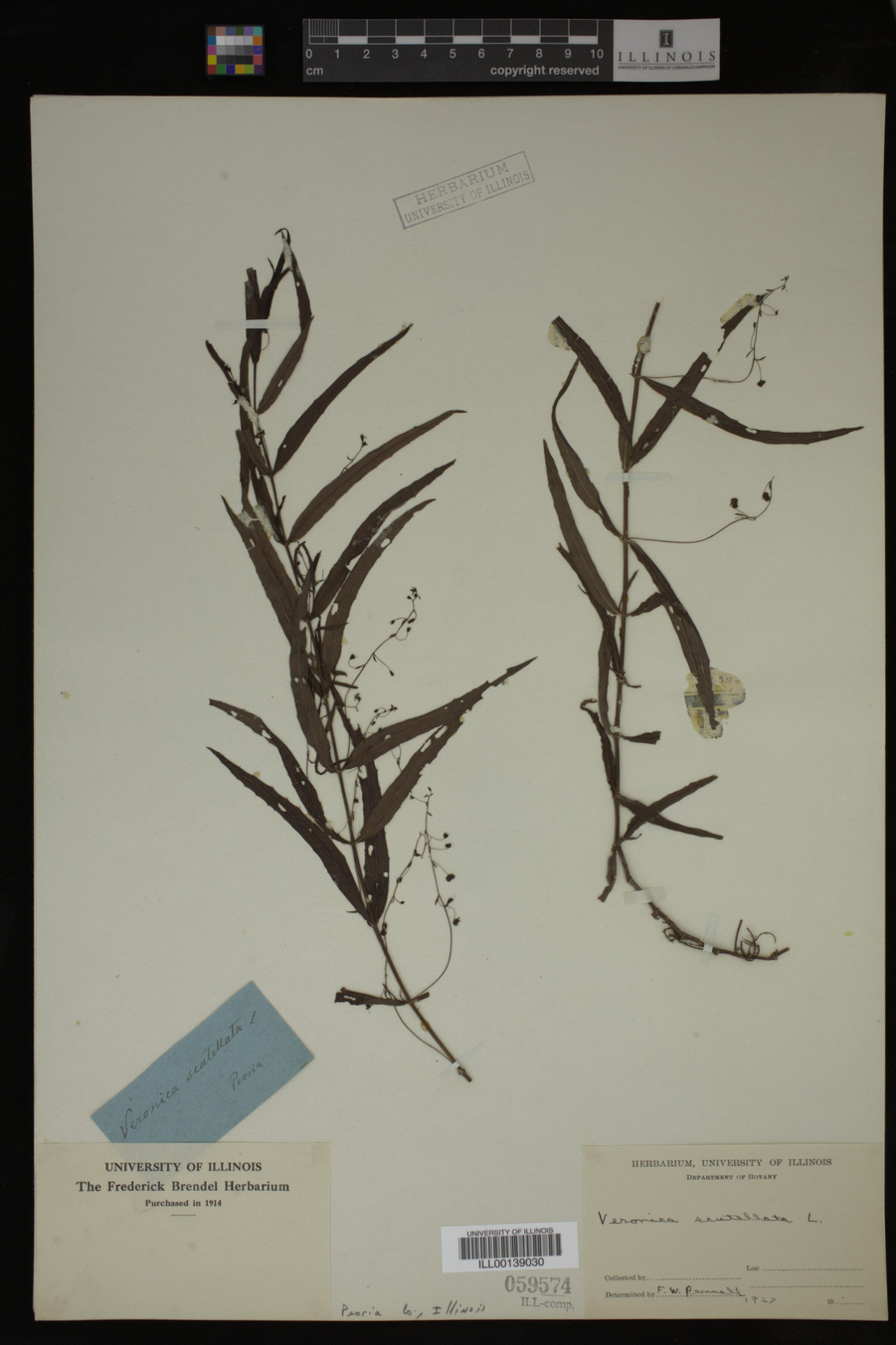 Veronica scutellata image