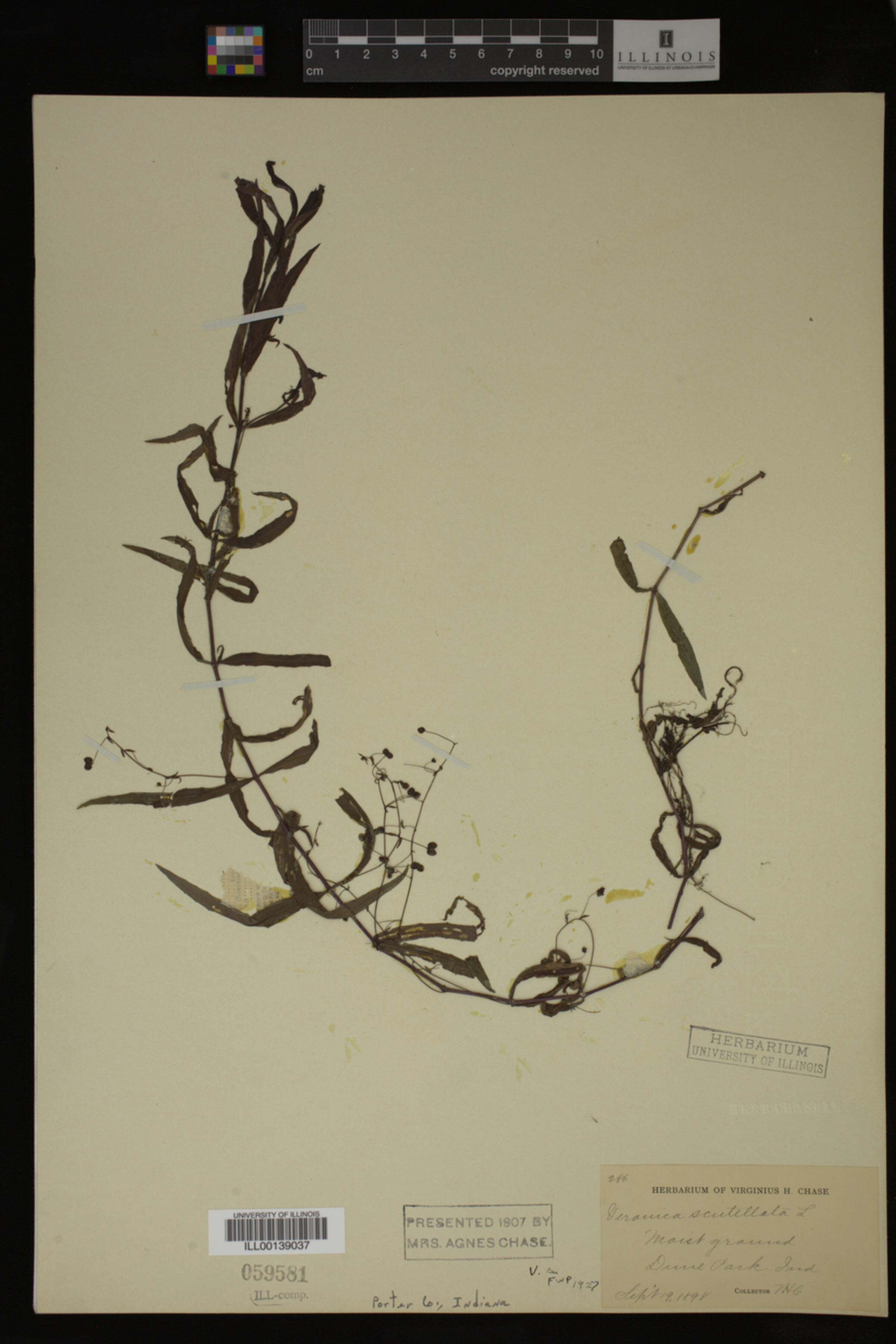 Veronica scutellata image