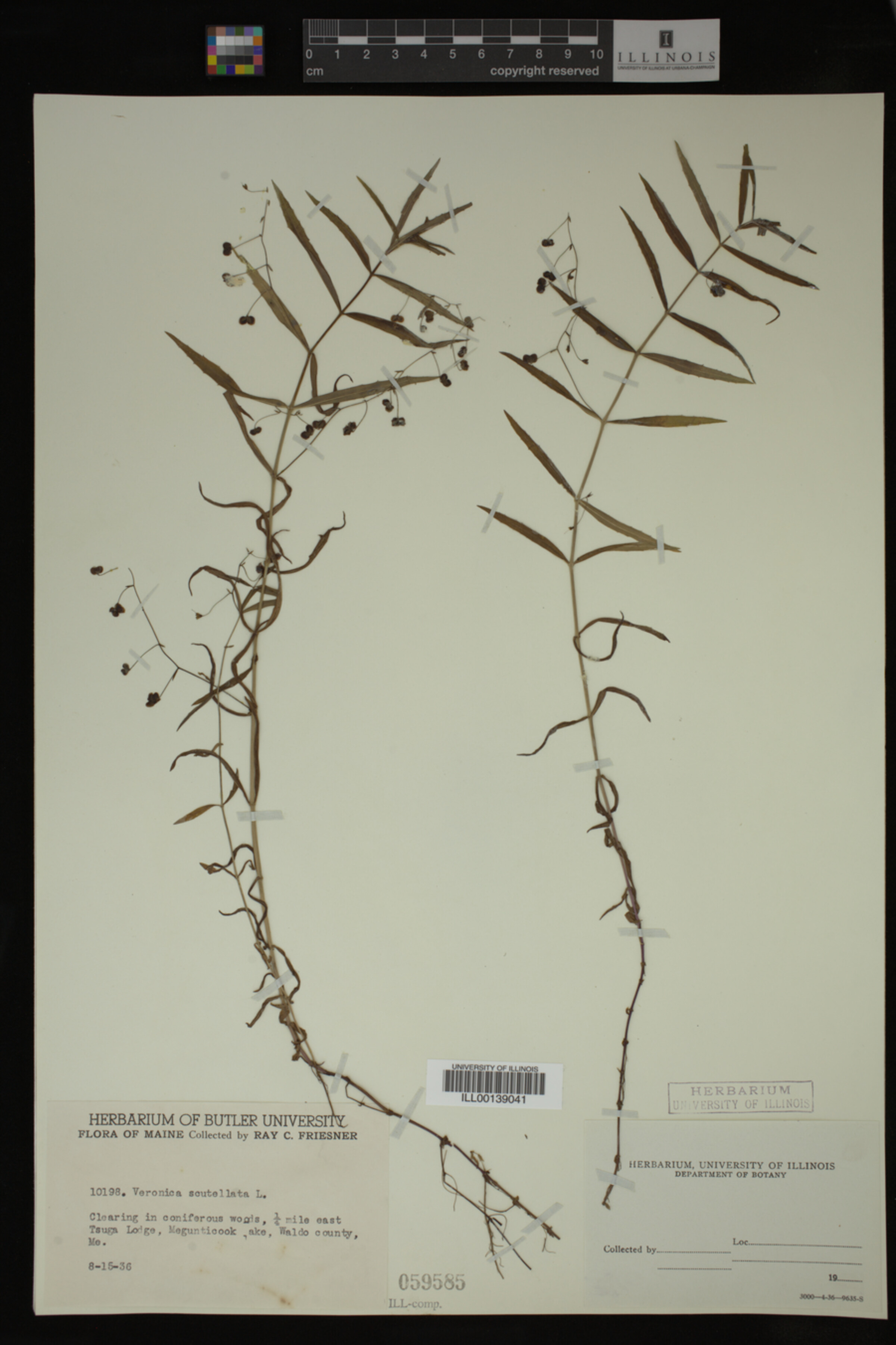Veronica scutellata image