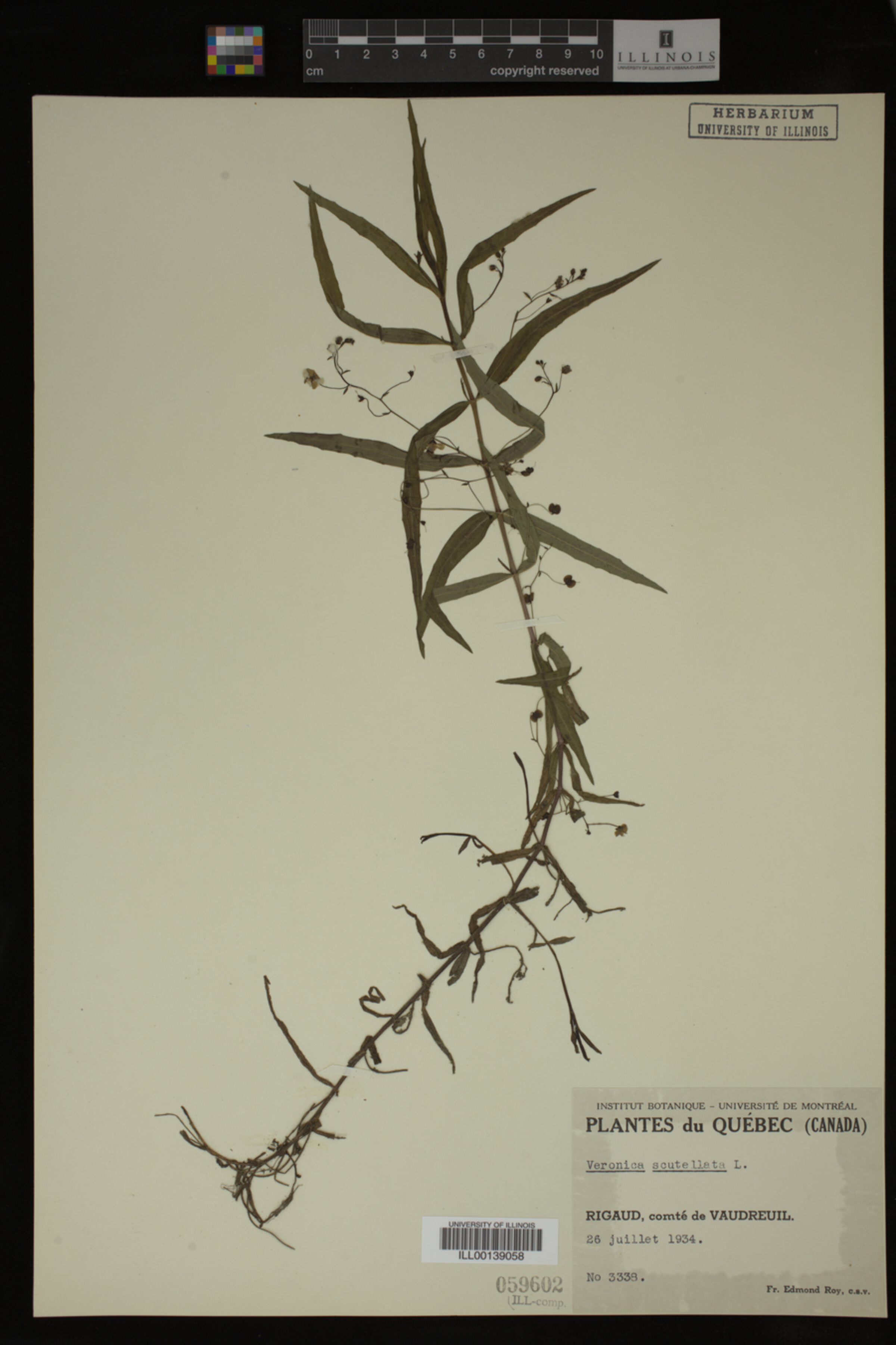 Veronica scutellata image