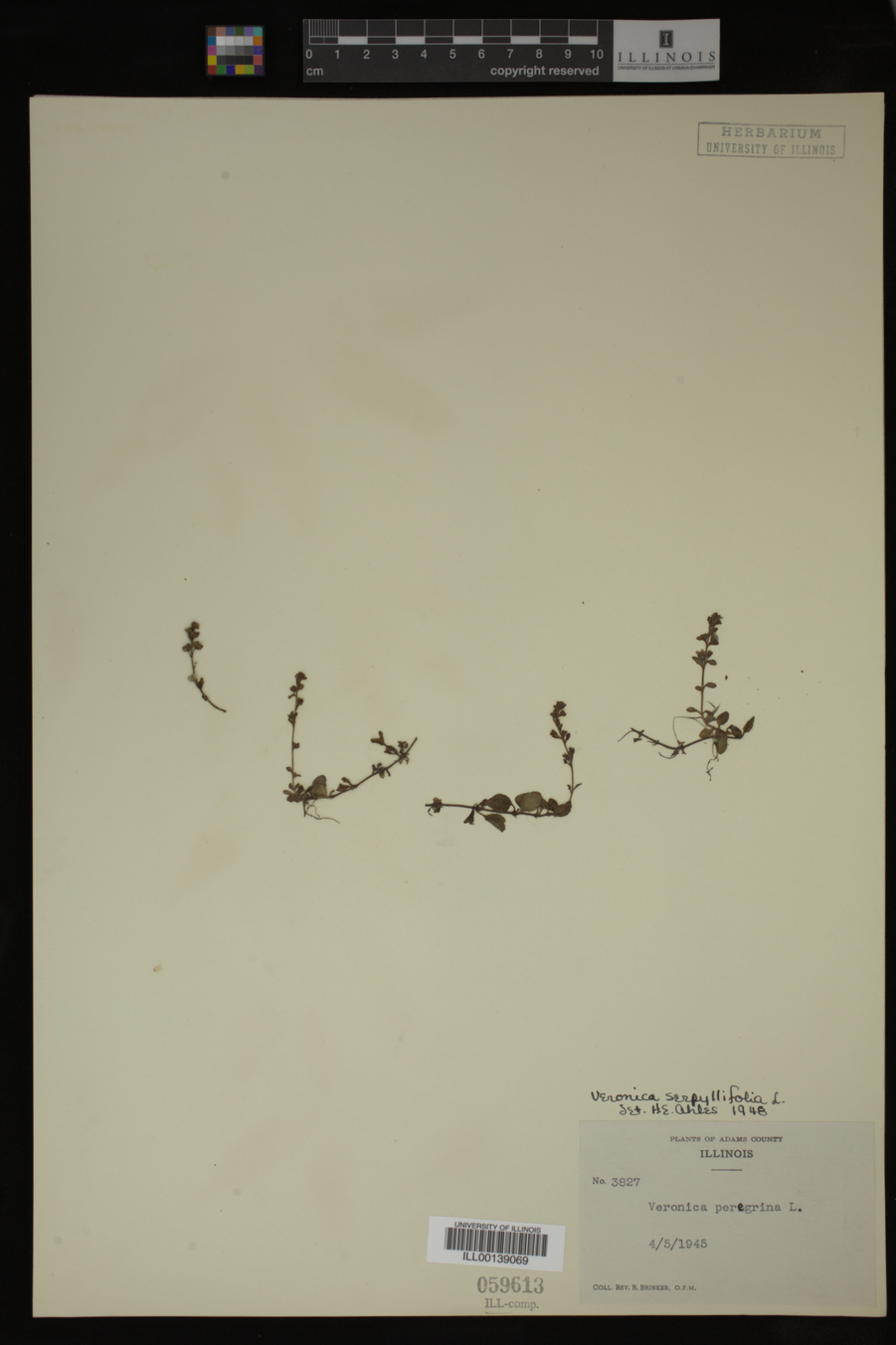 Veronica serpyllifolia image
