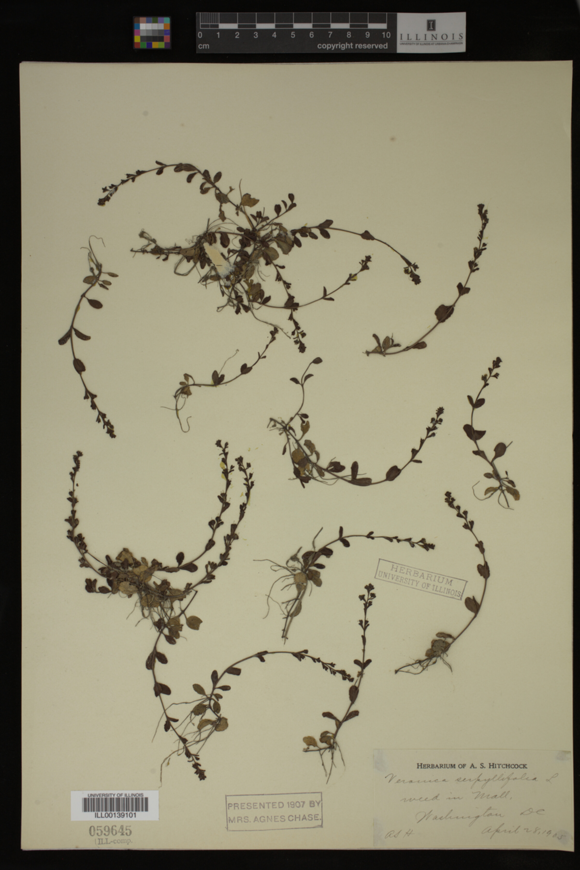 Veronica serpyllifolia image