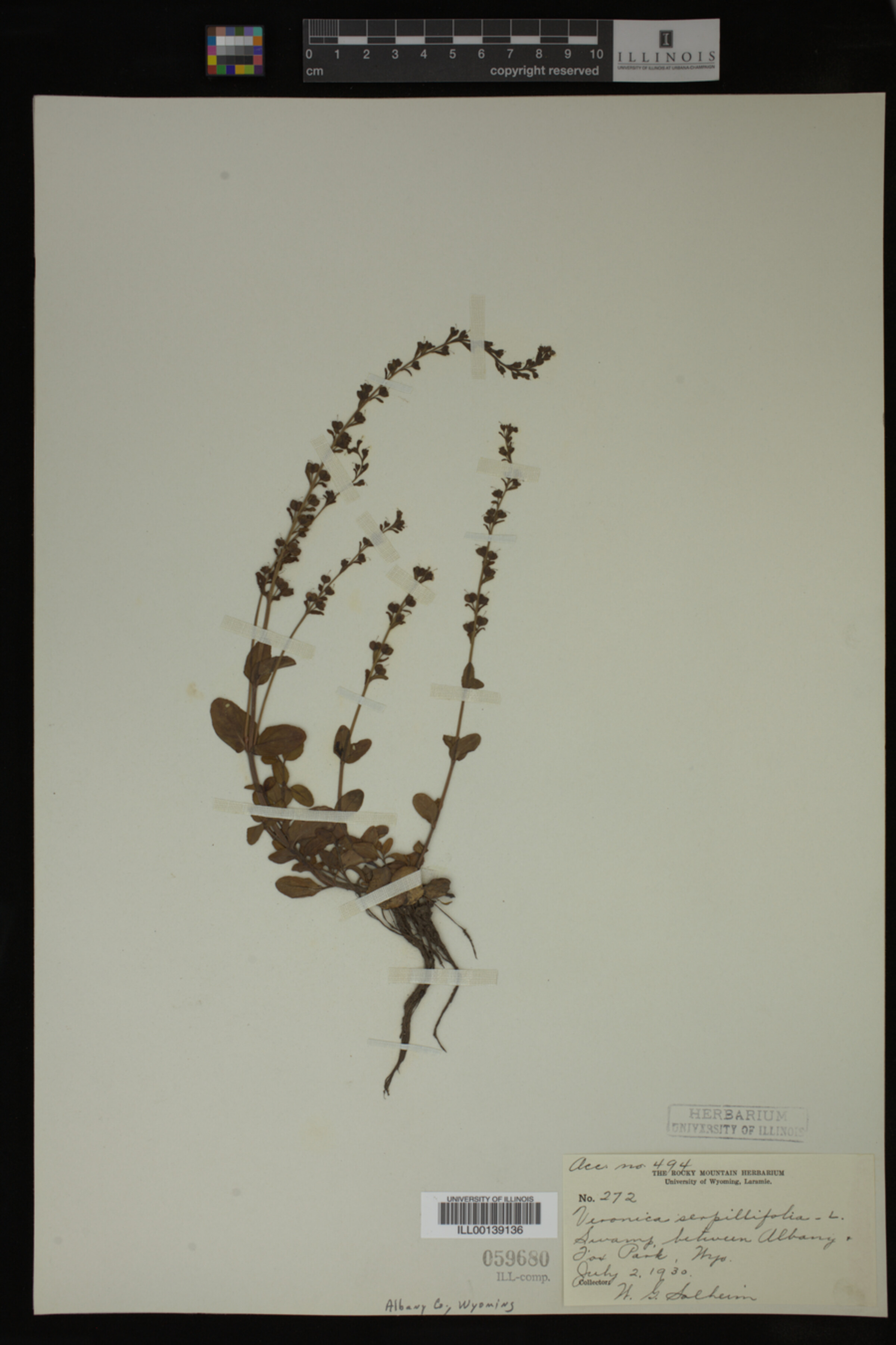Veronica serpyllifolia image