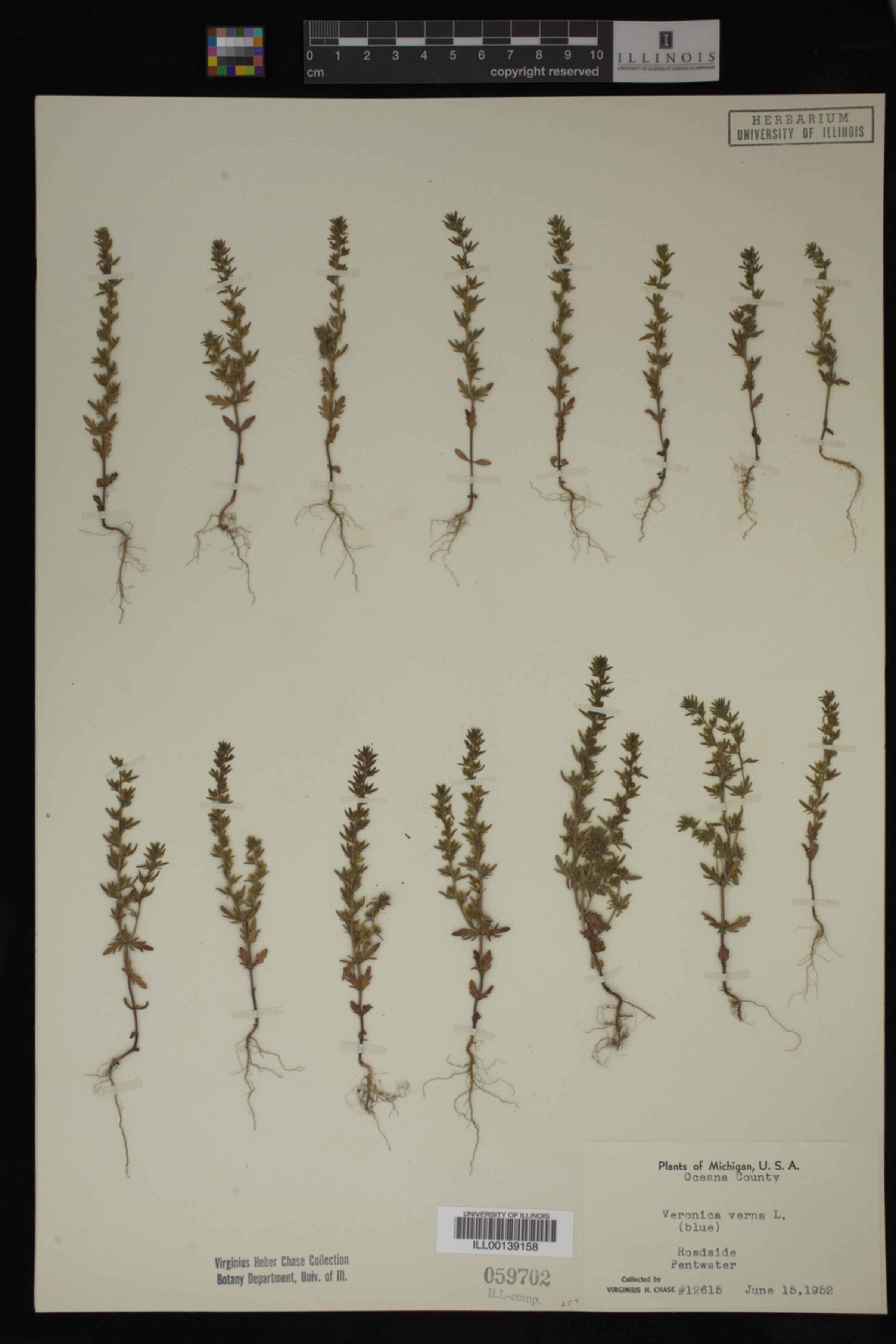 Veronica verna image