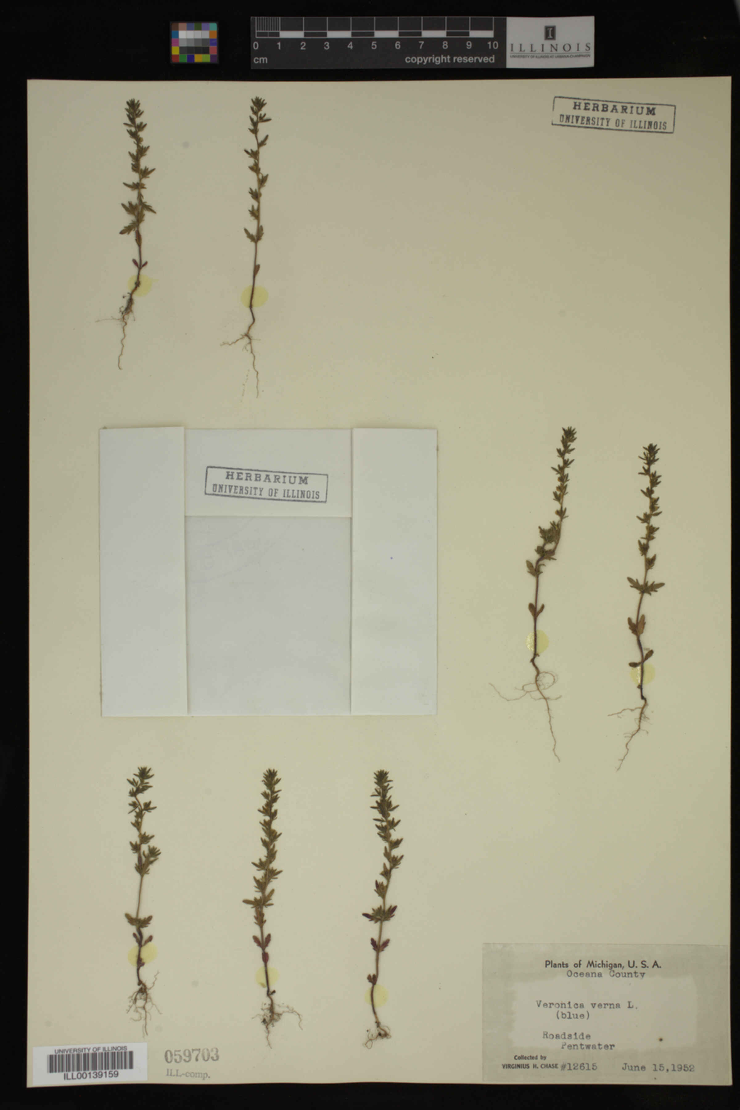 Veronica verna image