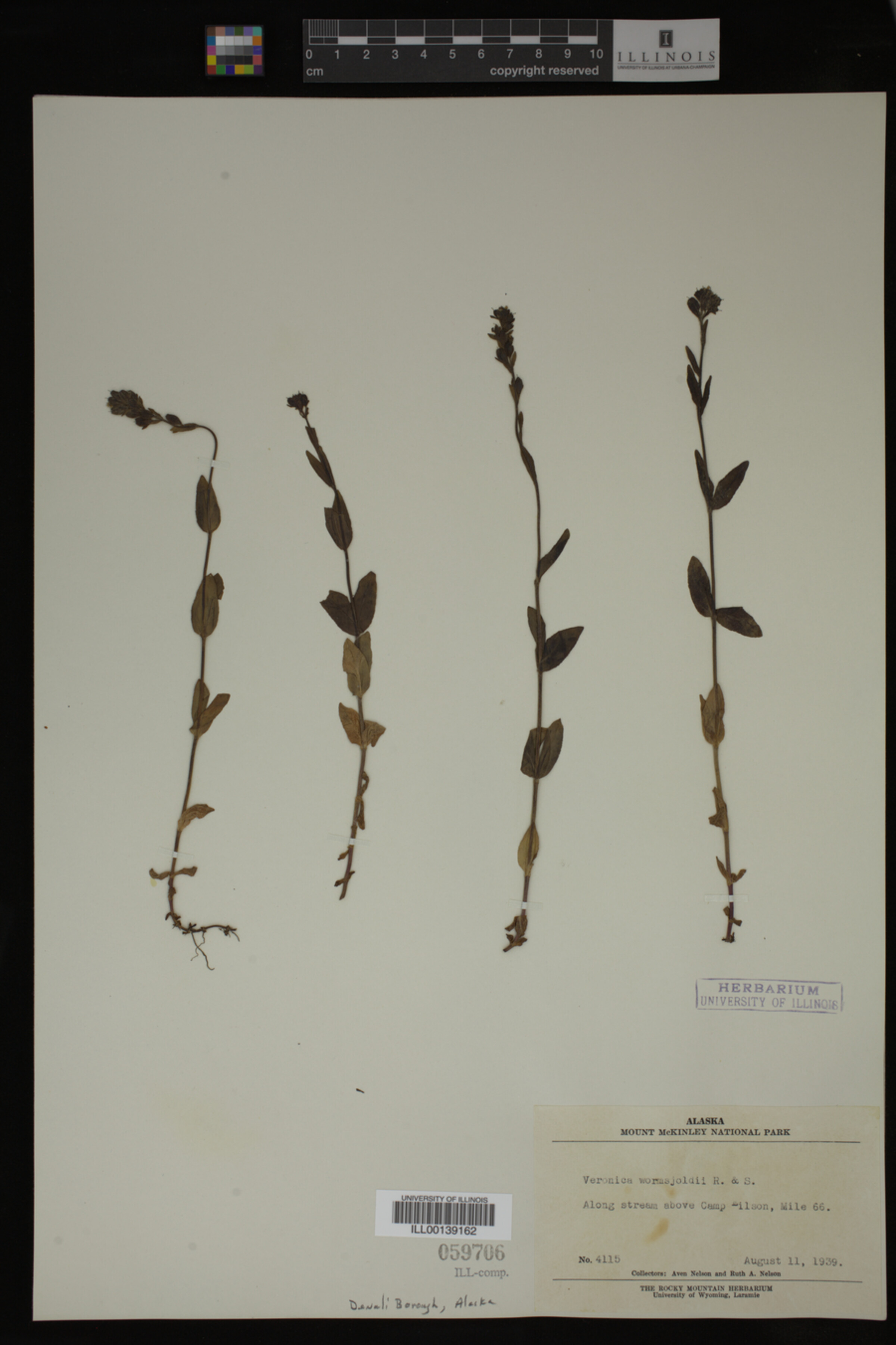 Veronica wormskjoldii image