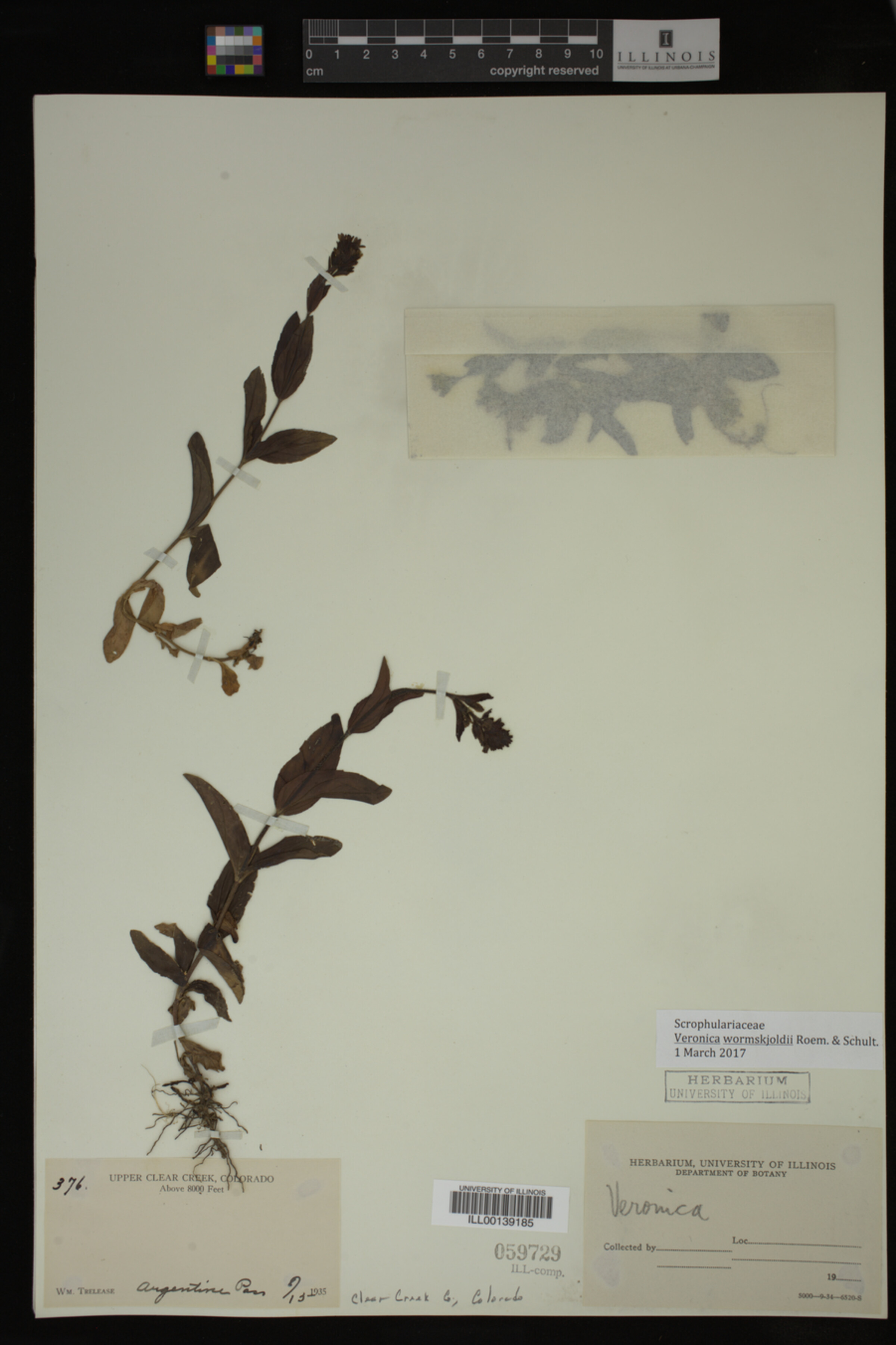 Veronica wormskjoldii image