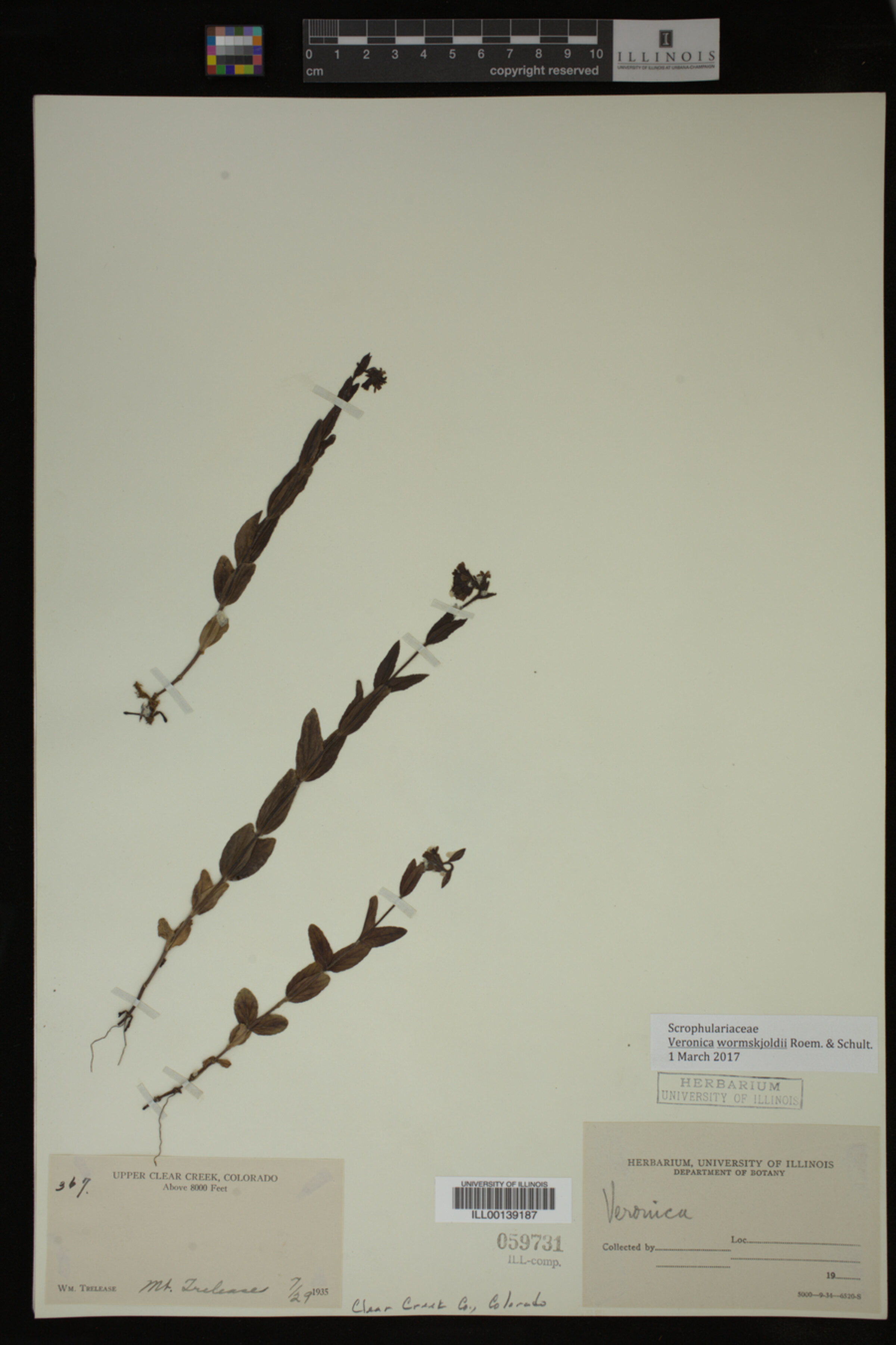 Veronica wormskjoldii image