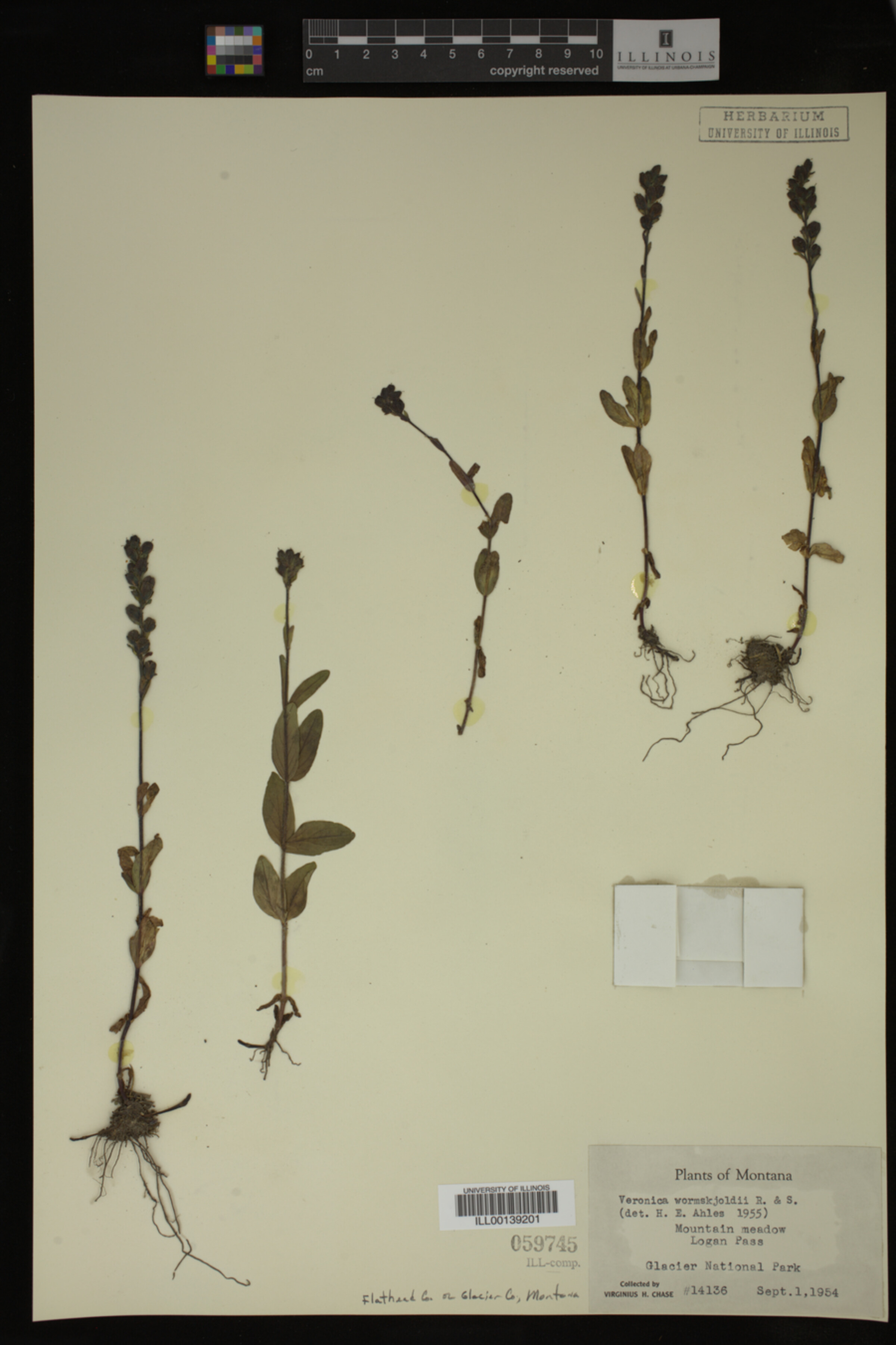 Veronica wormskjoldii image