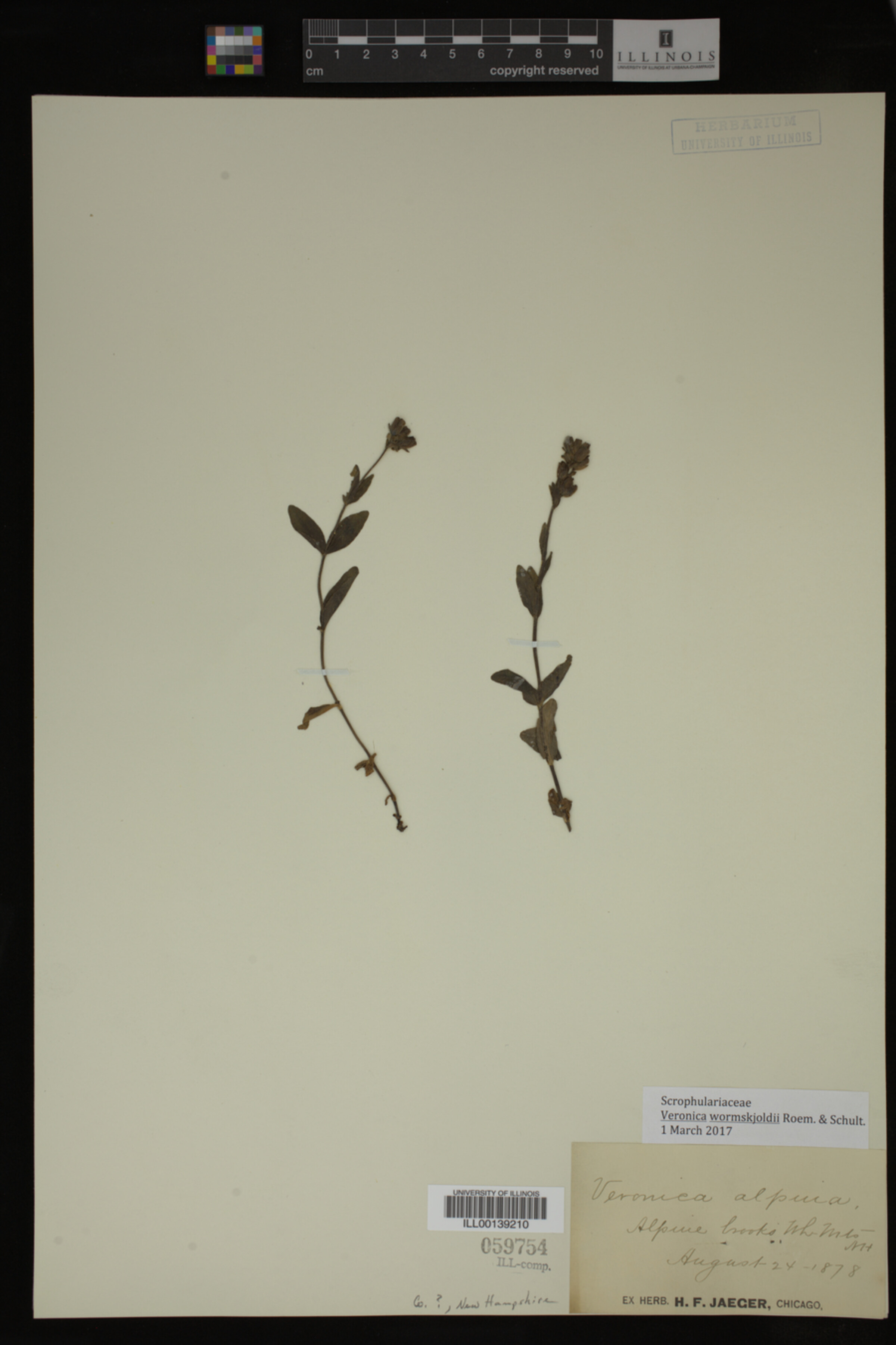 Veronica wormskjoldii image
