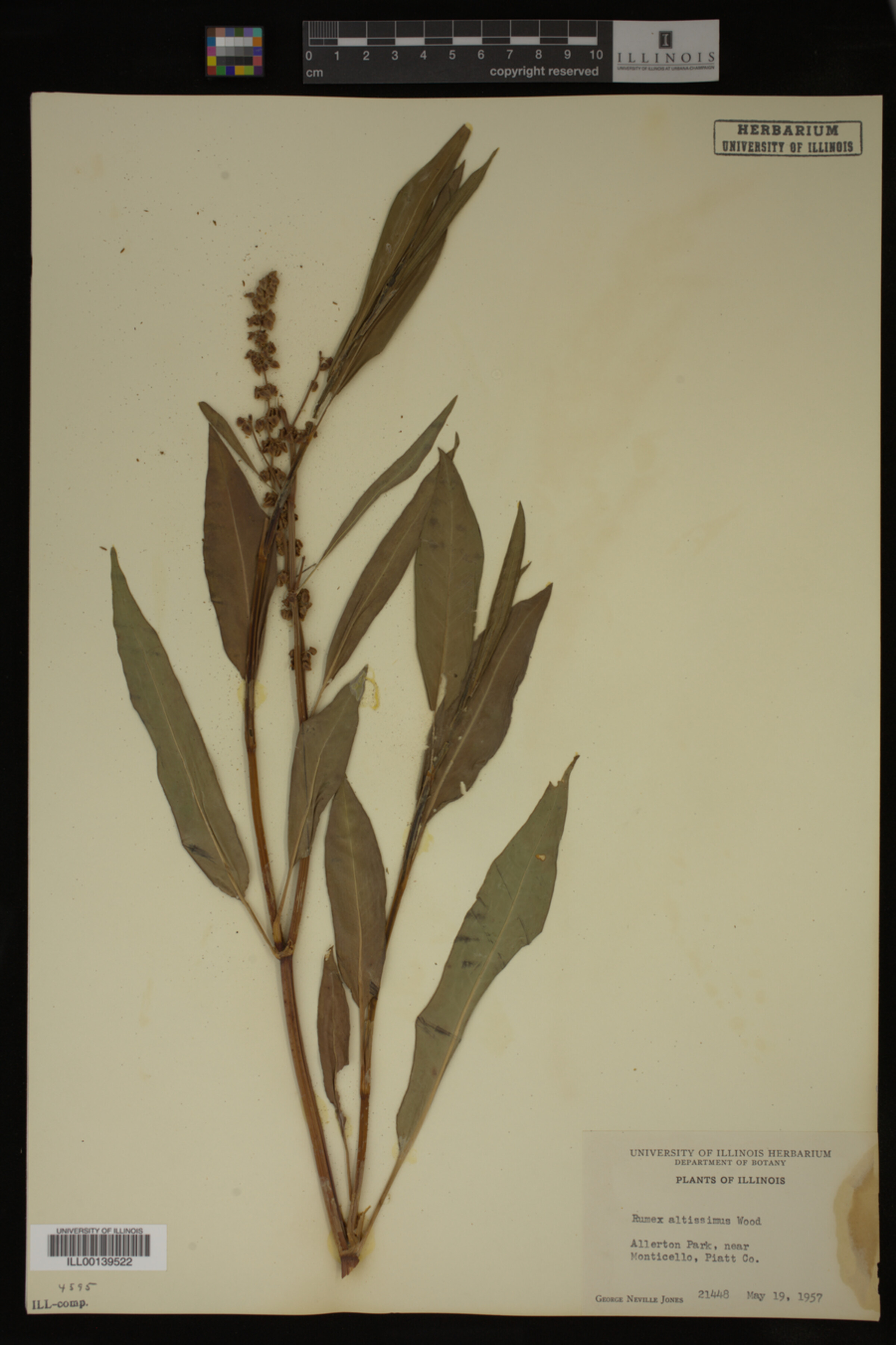 Rumex altissimus image