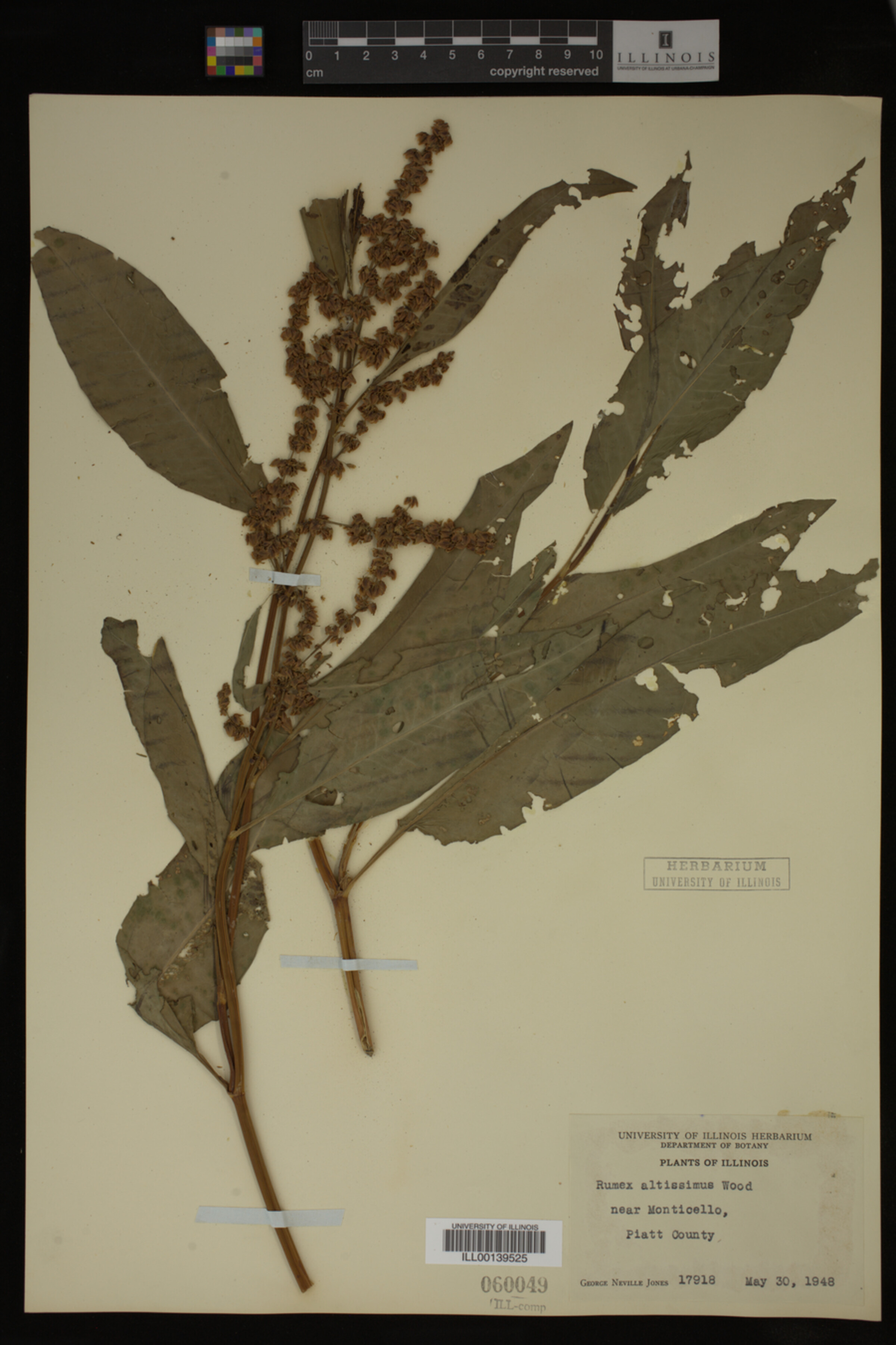 Rumex altissimus image