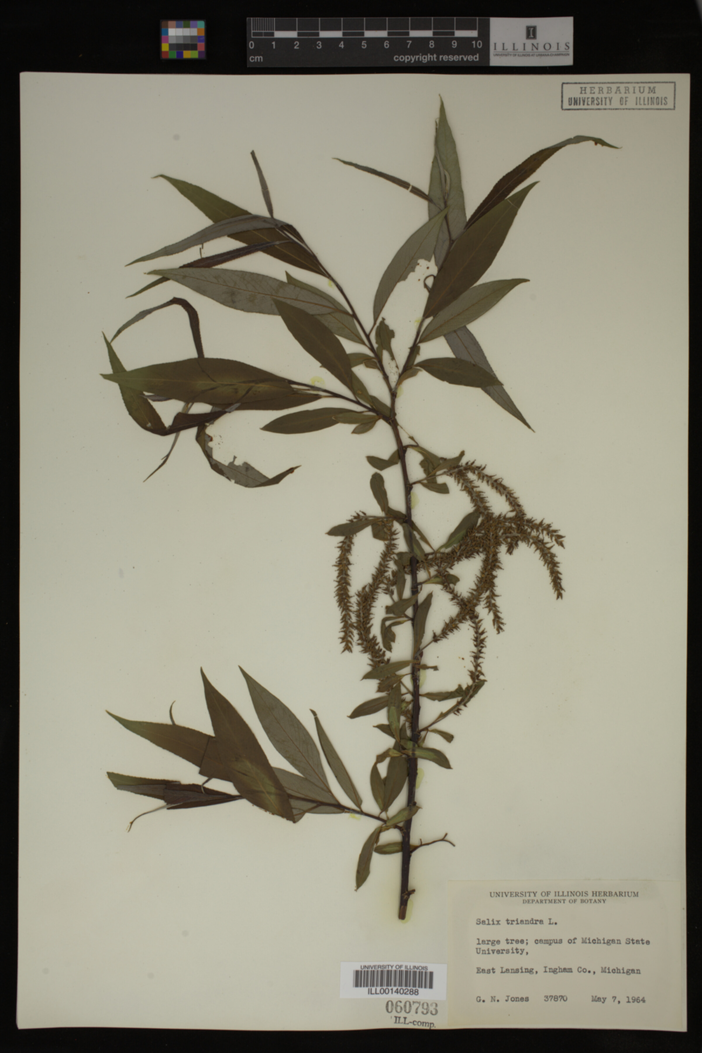 Salix triandra image
