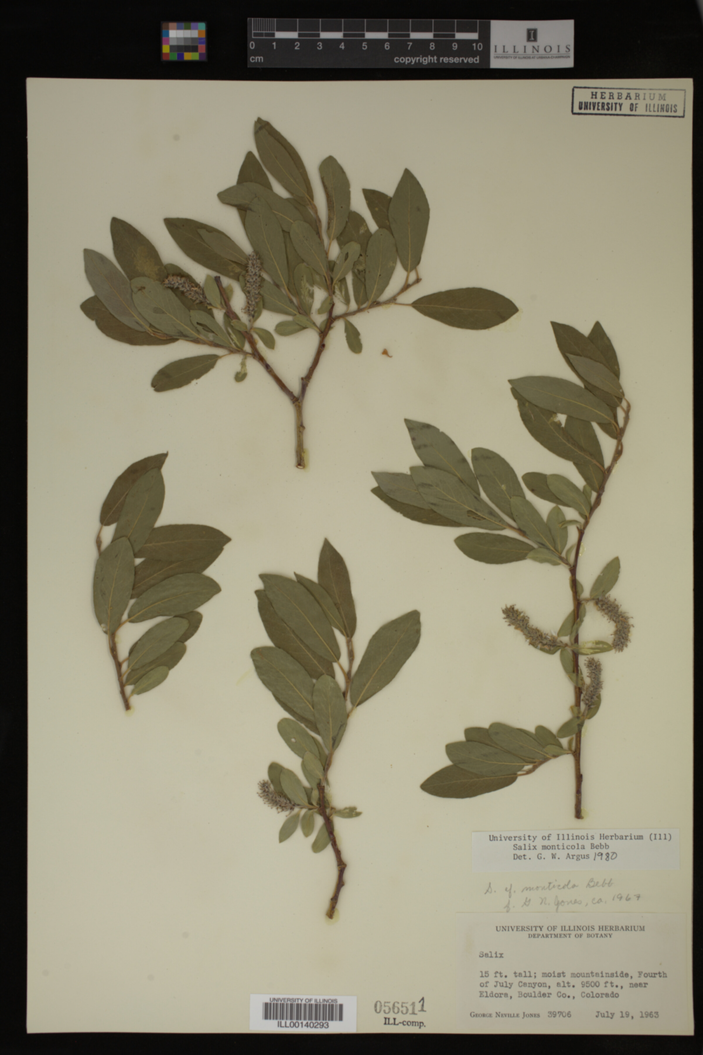 Salix monticola image