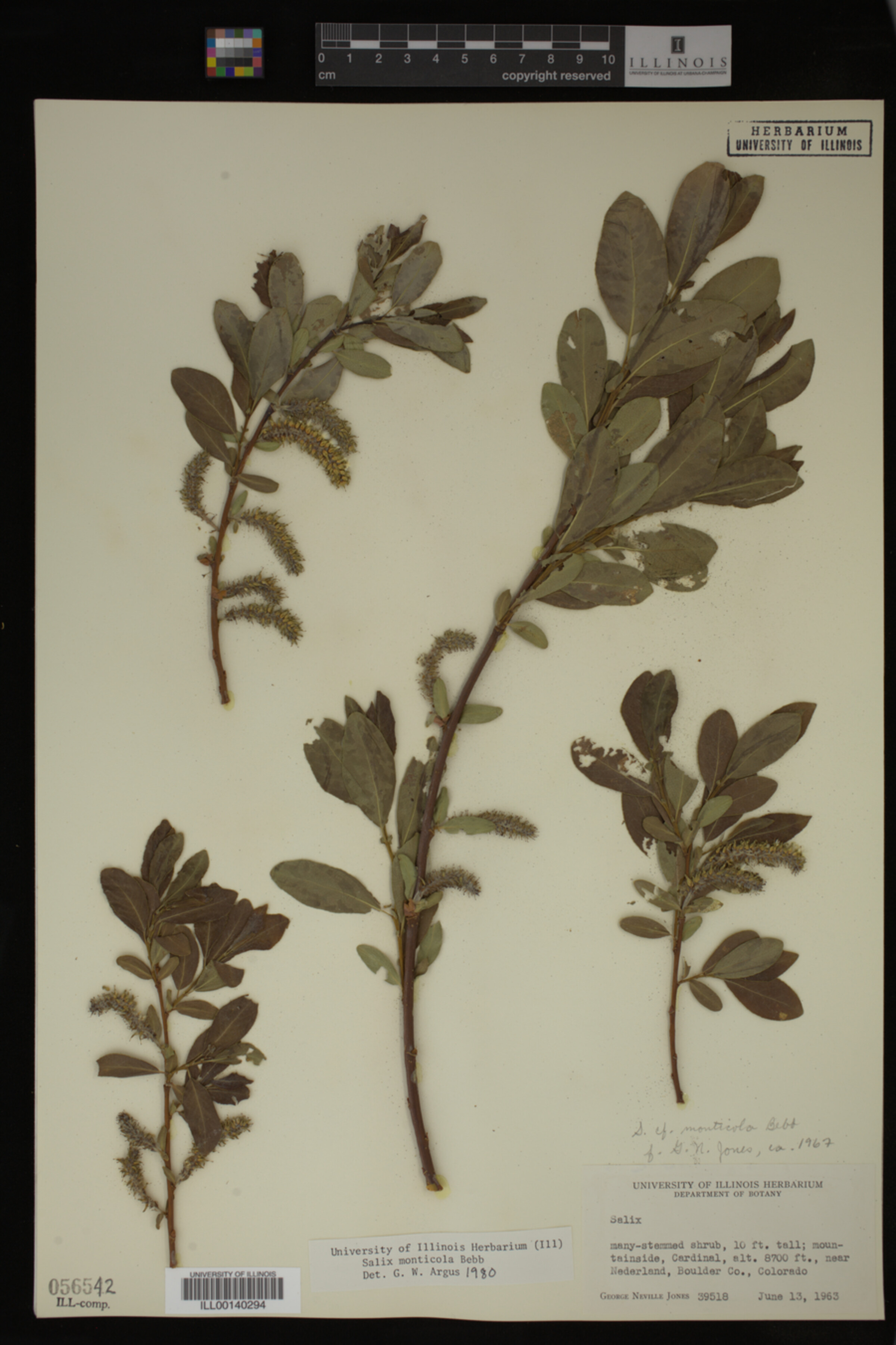 Salix monticola image
