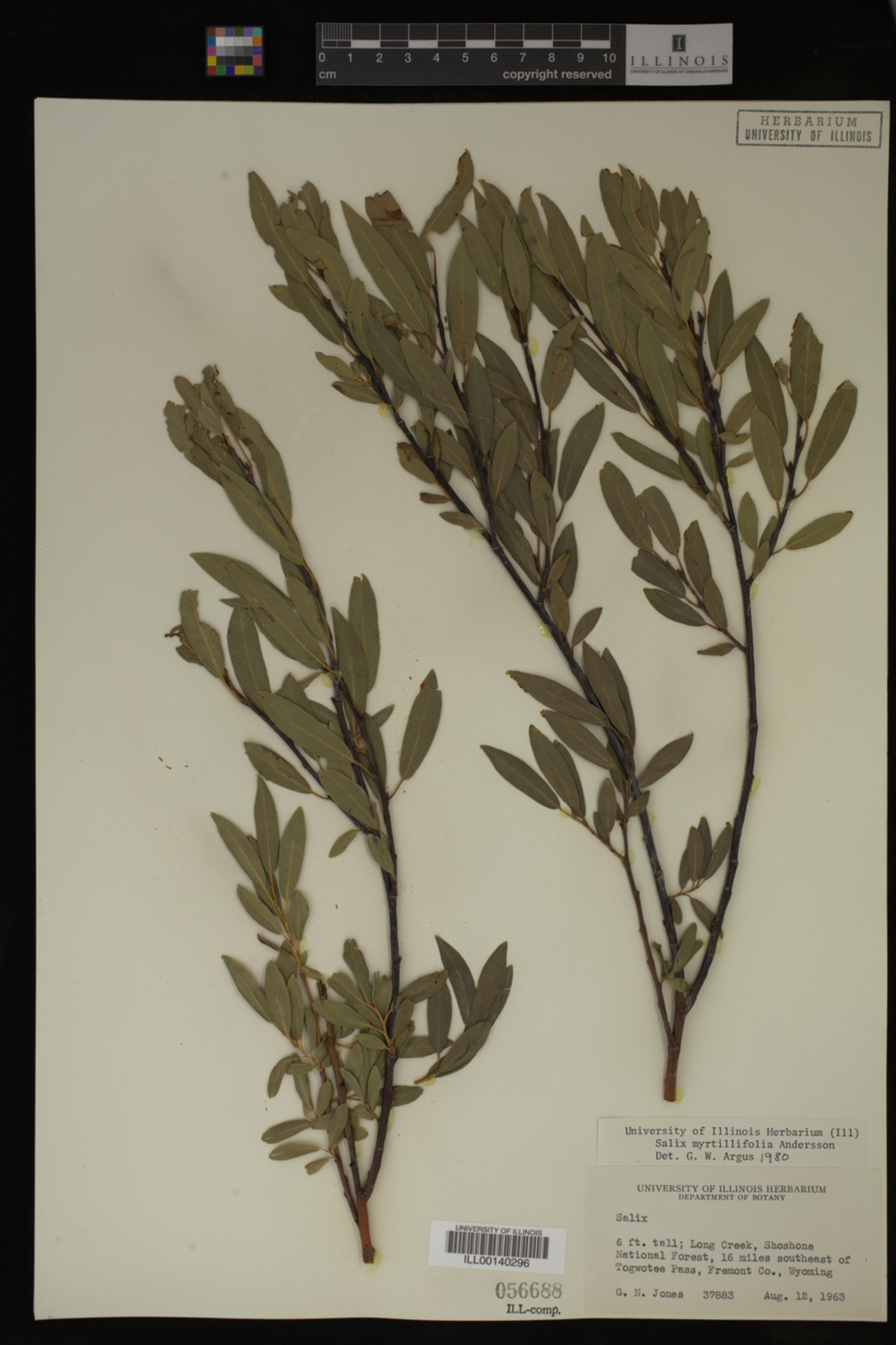 Salix myrtillifolia image