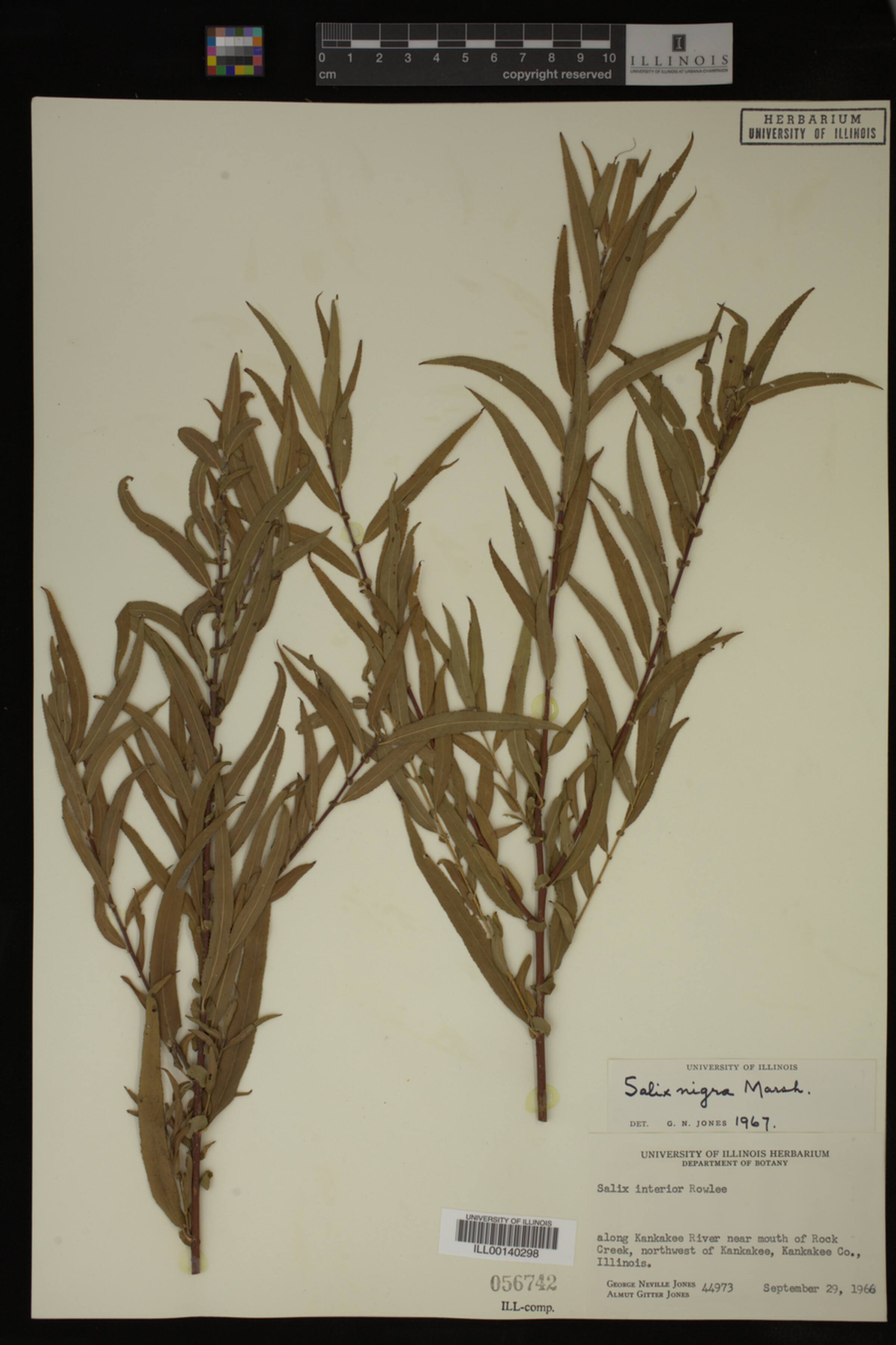 Salix nigra image