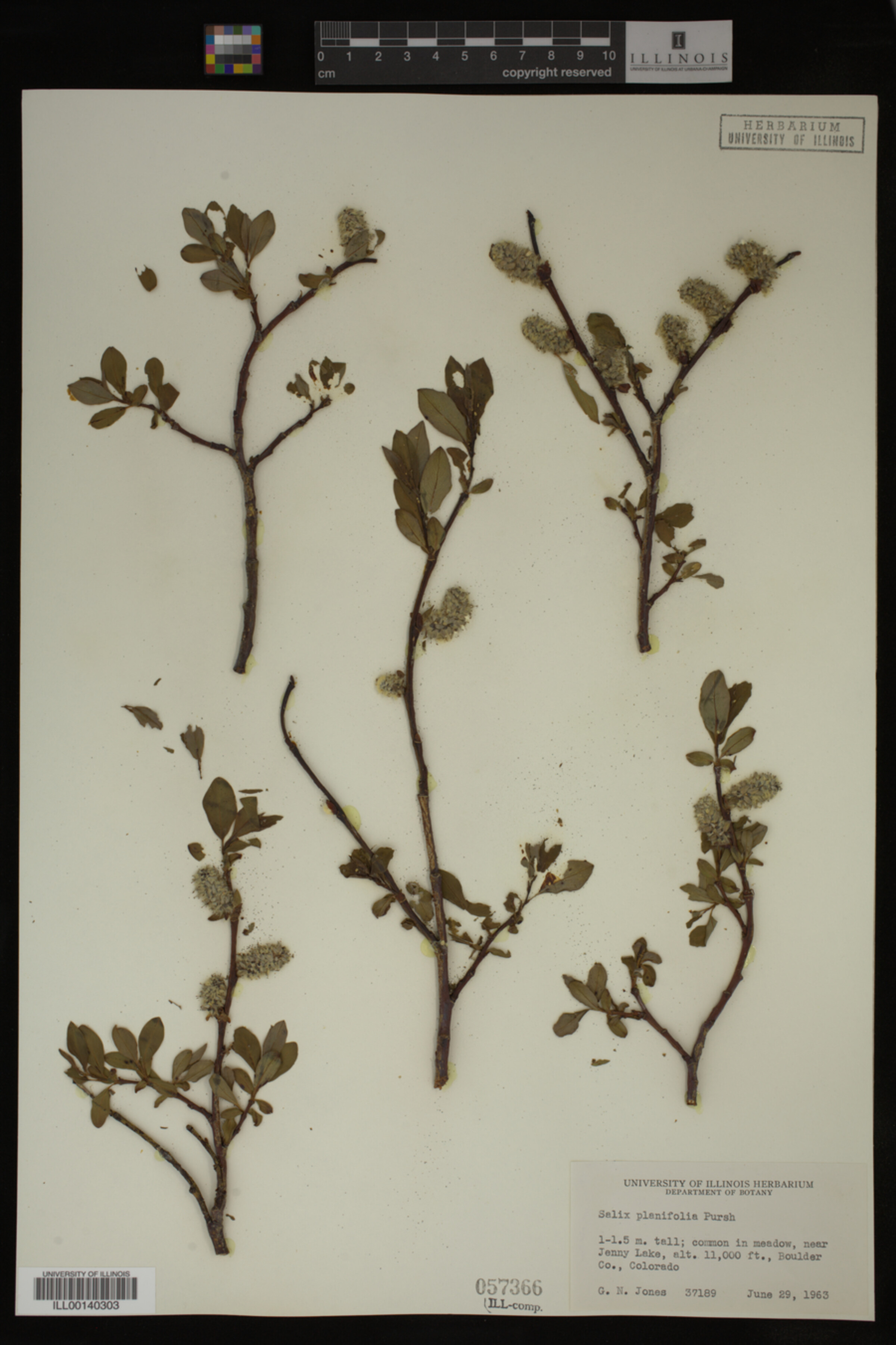 Salix planifolia image