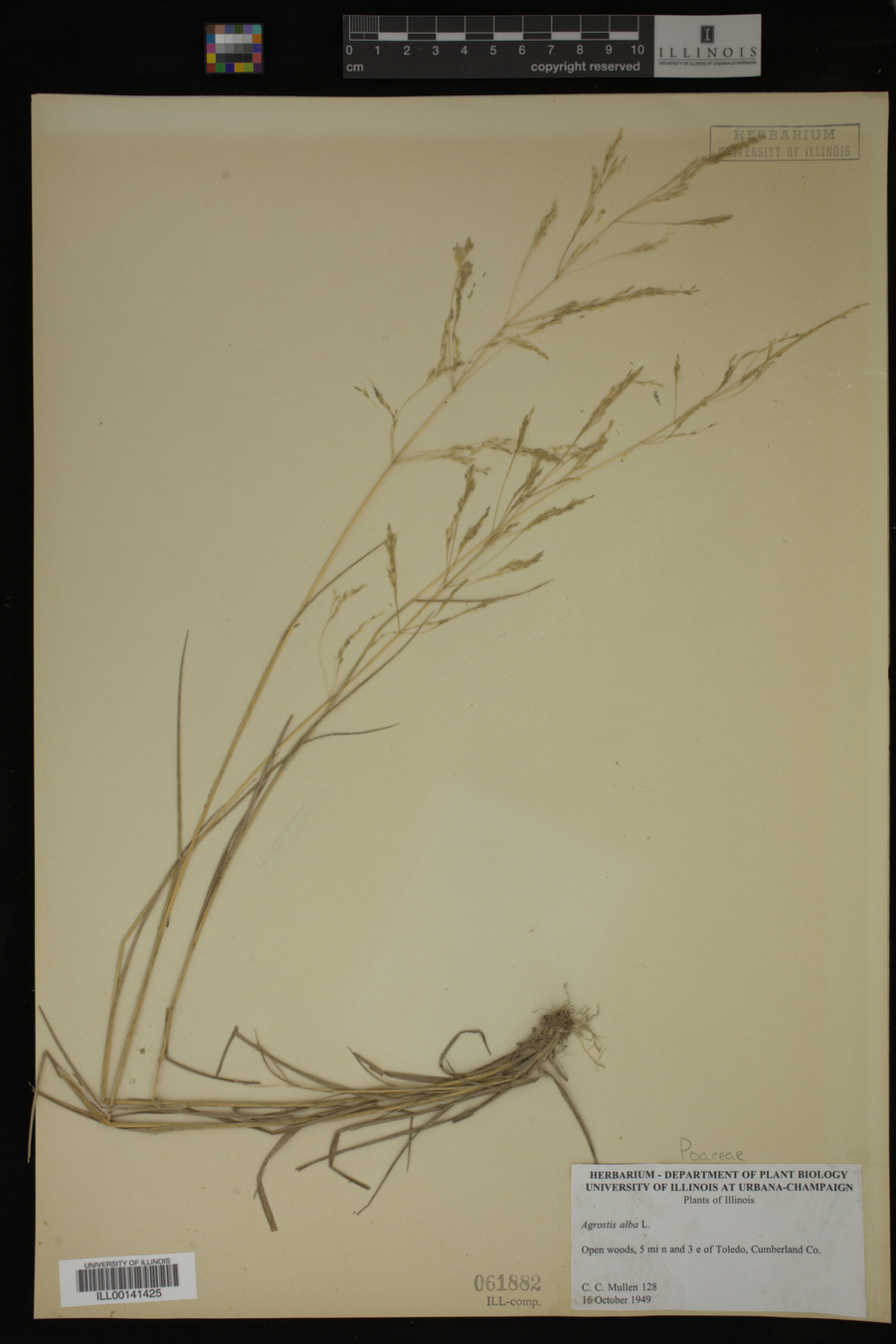 Agrostis alba image