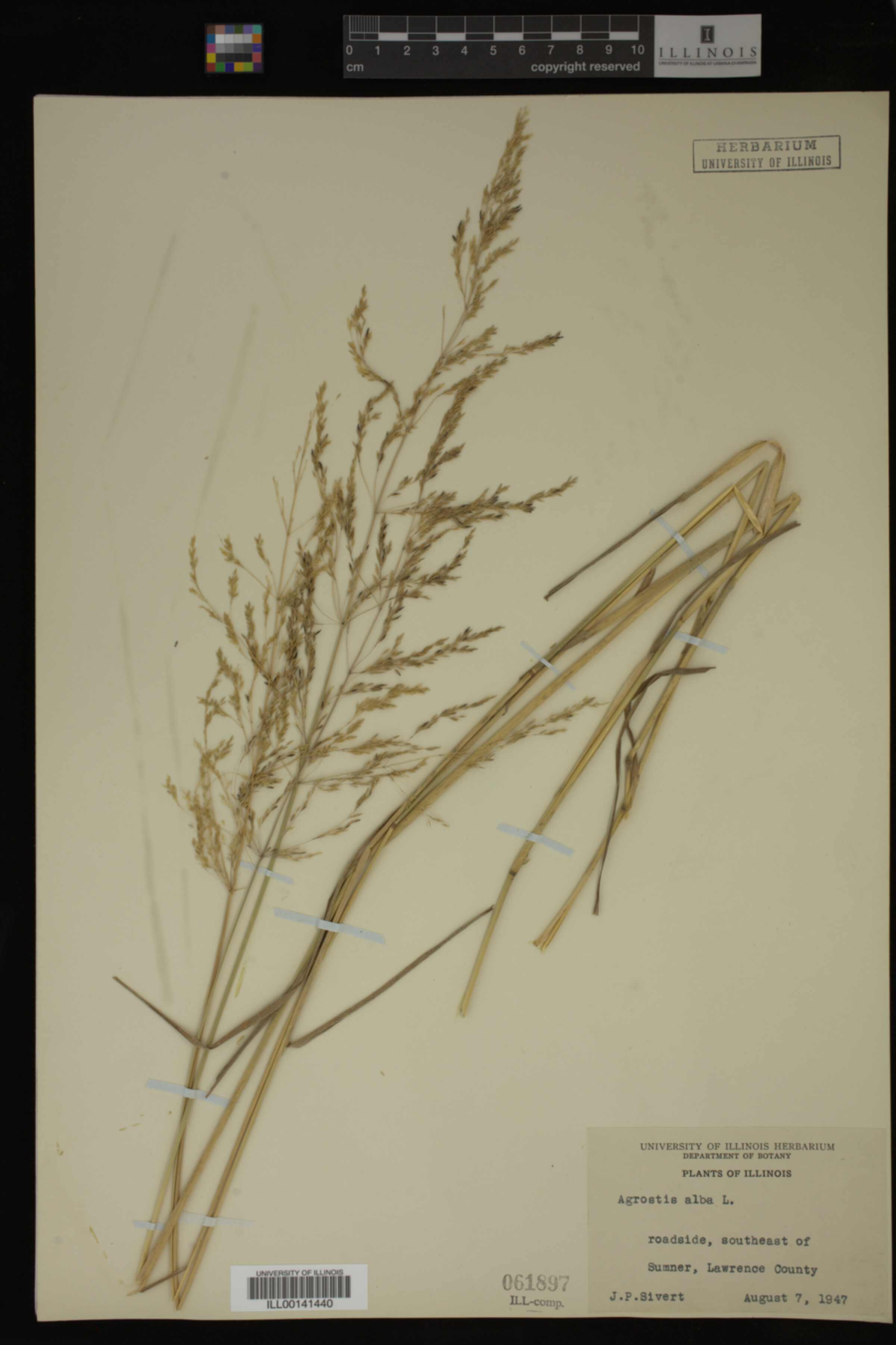 Agrostis alba image