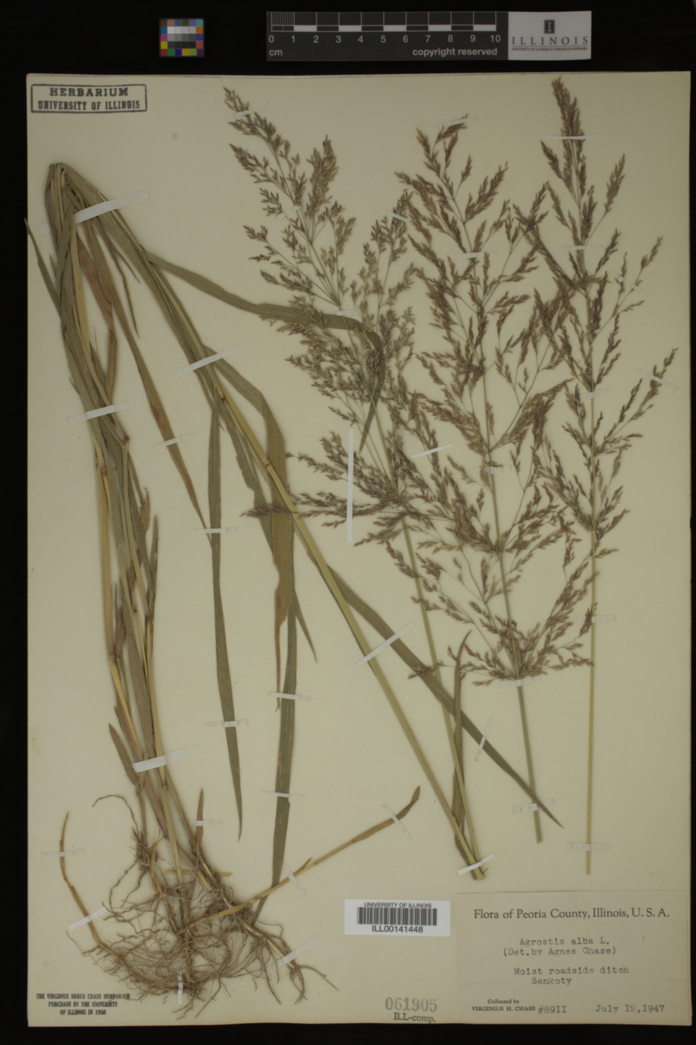 Agrostis alba image
