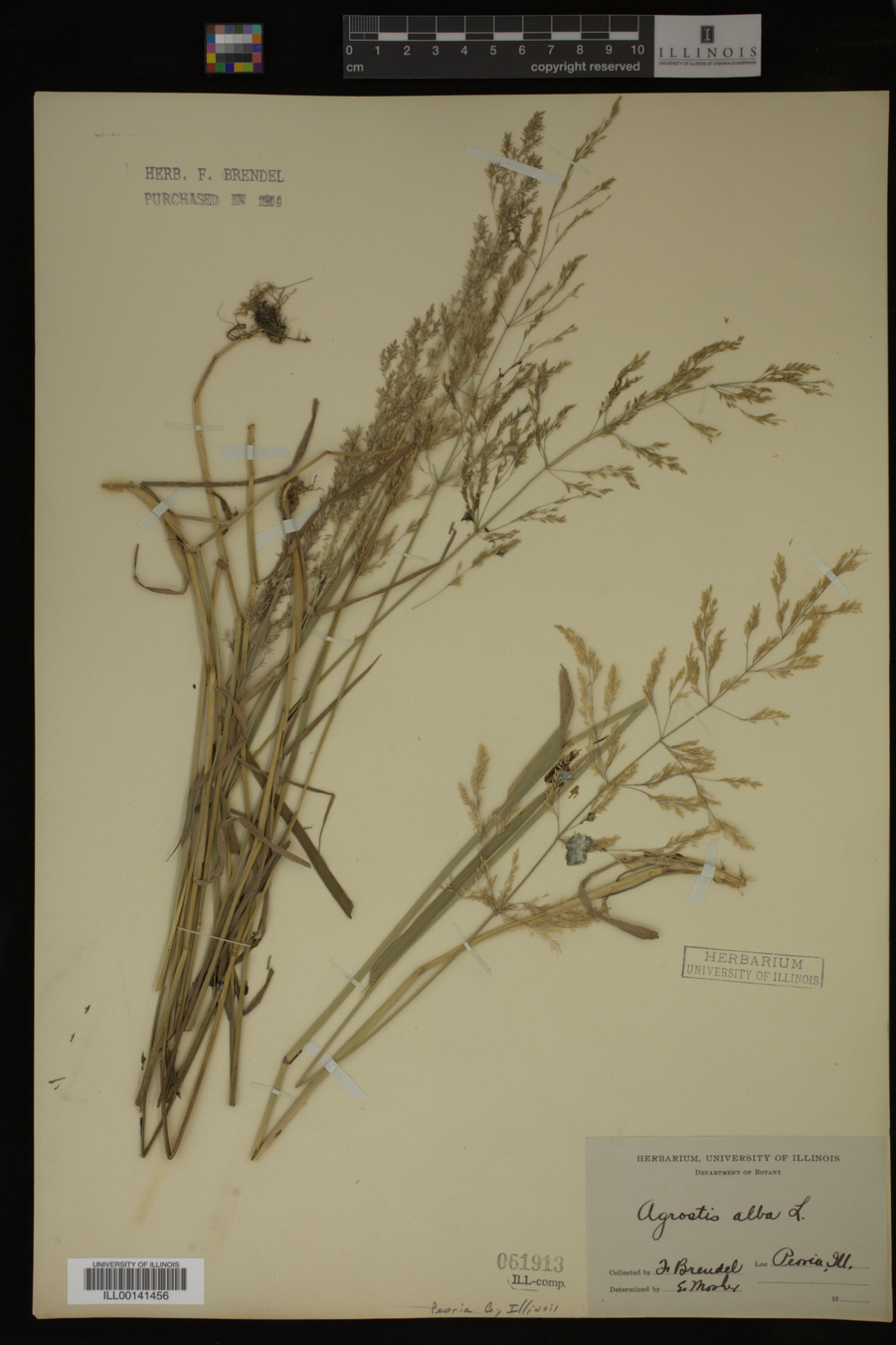 Agrostis image