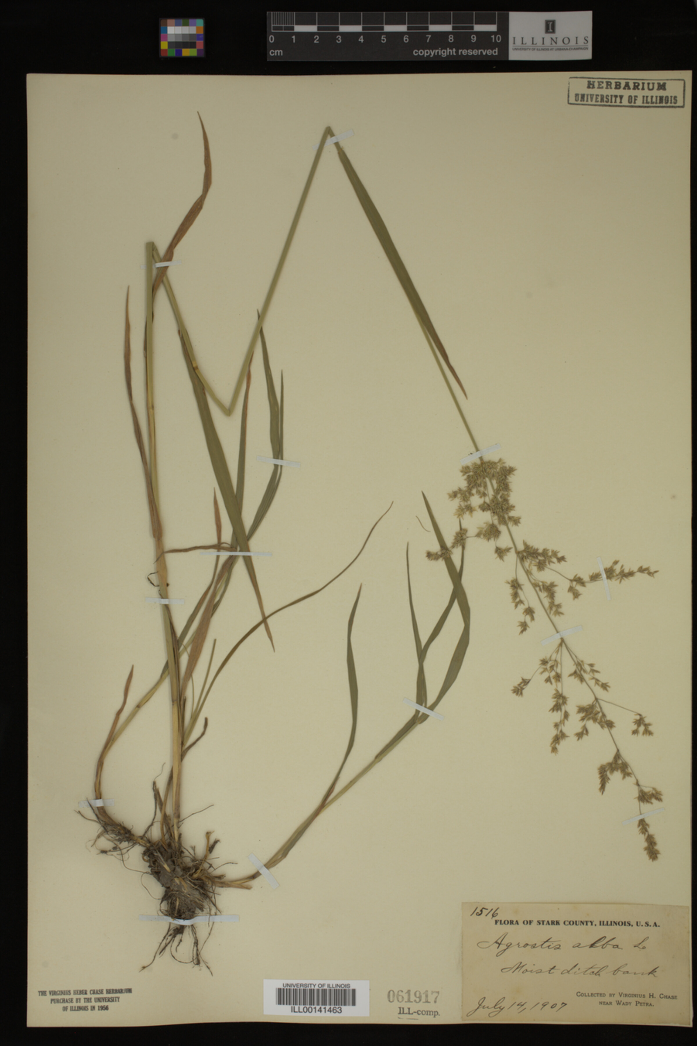 Agrostis alba image