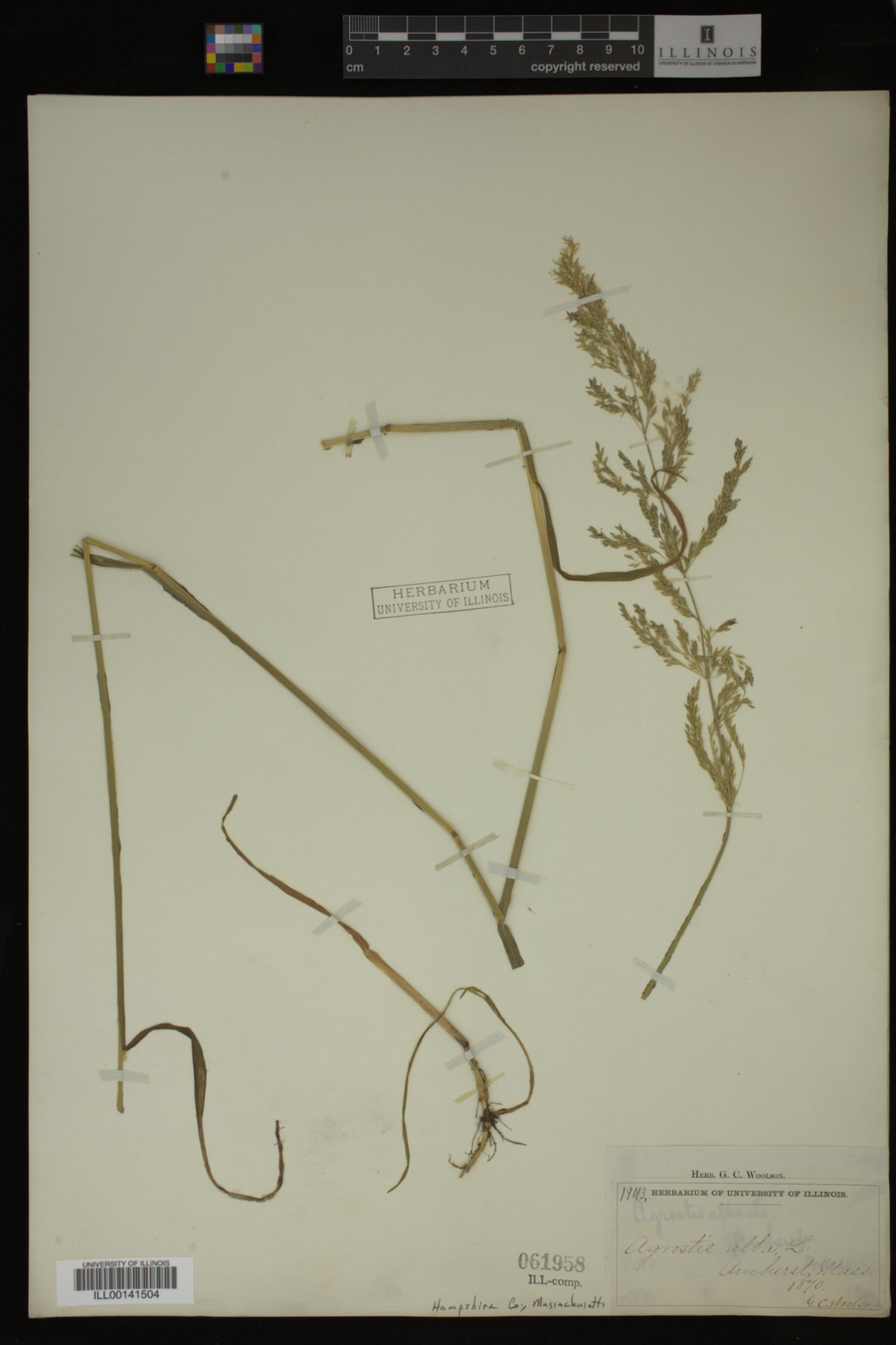 Agrostis image