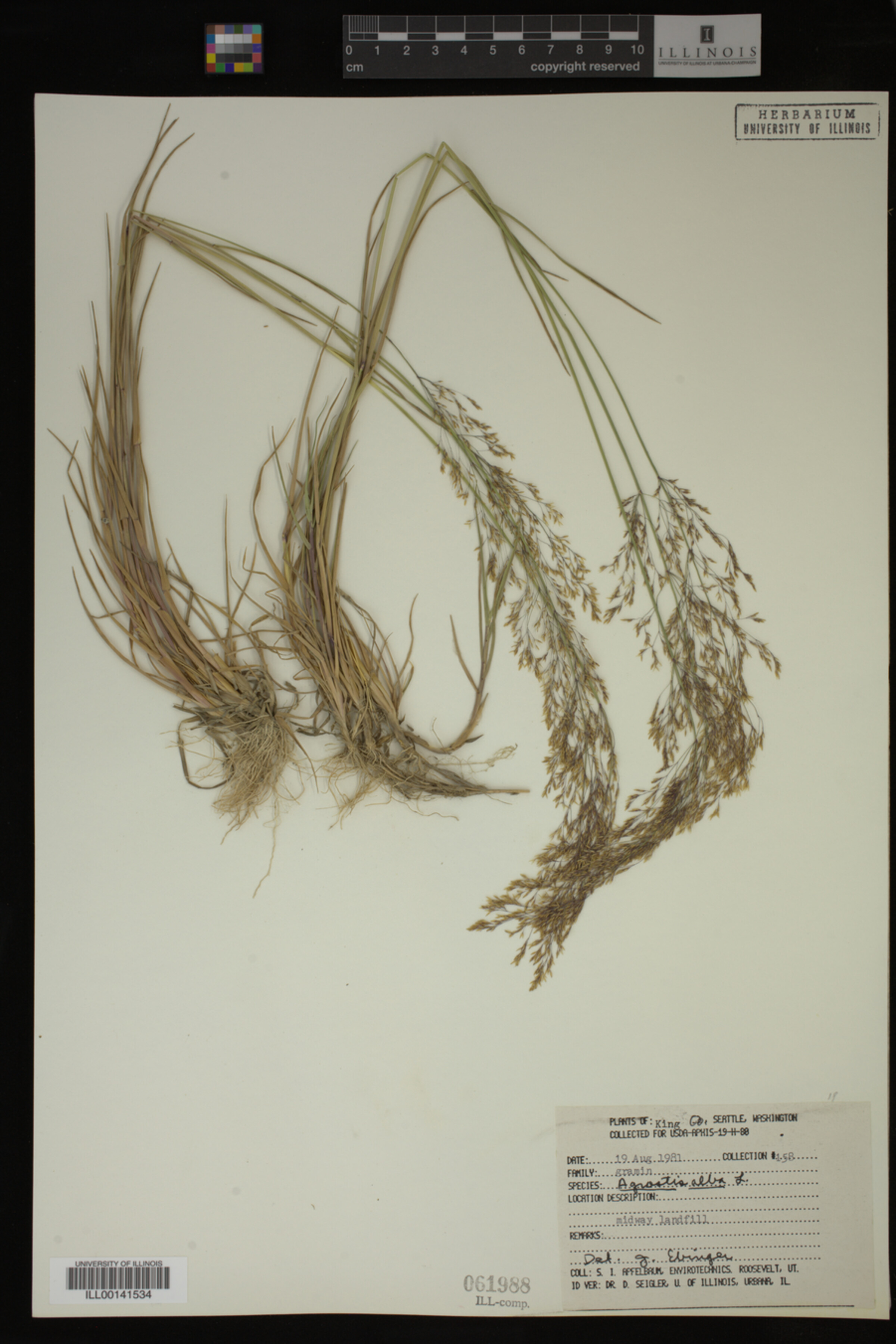 Agrostis alba image