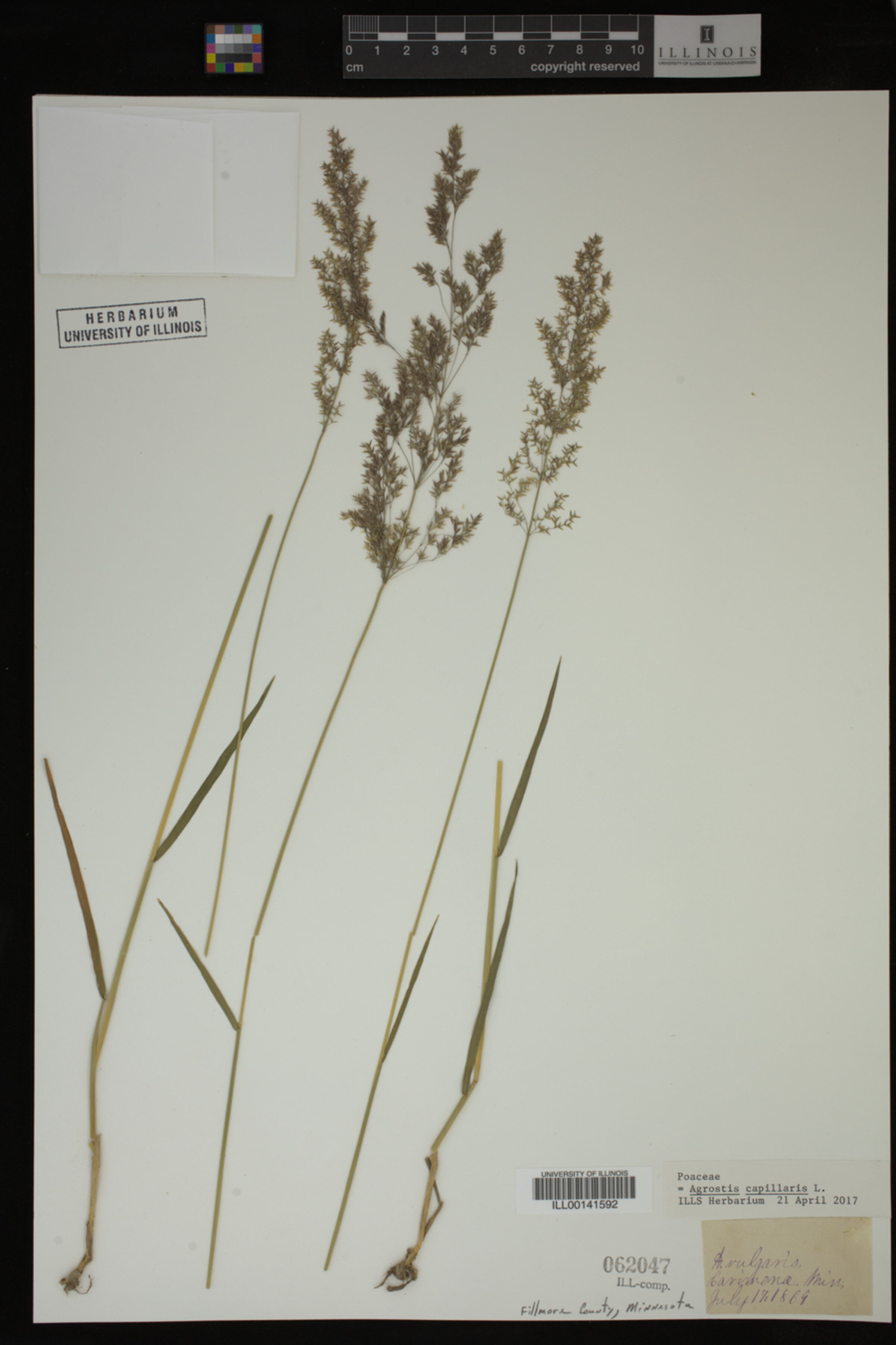 Agrostis capillaris image