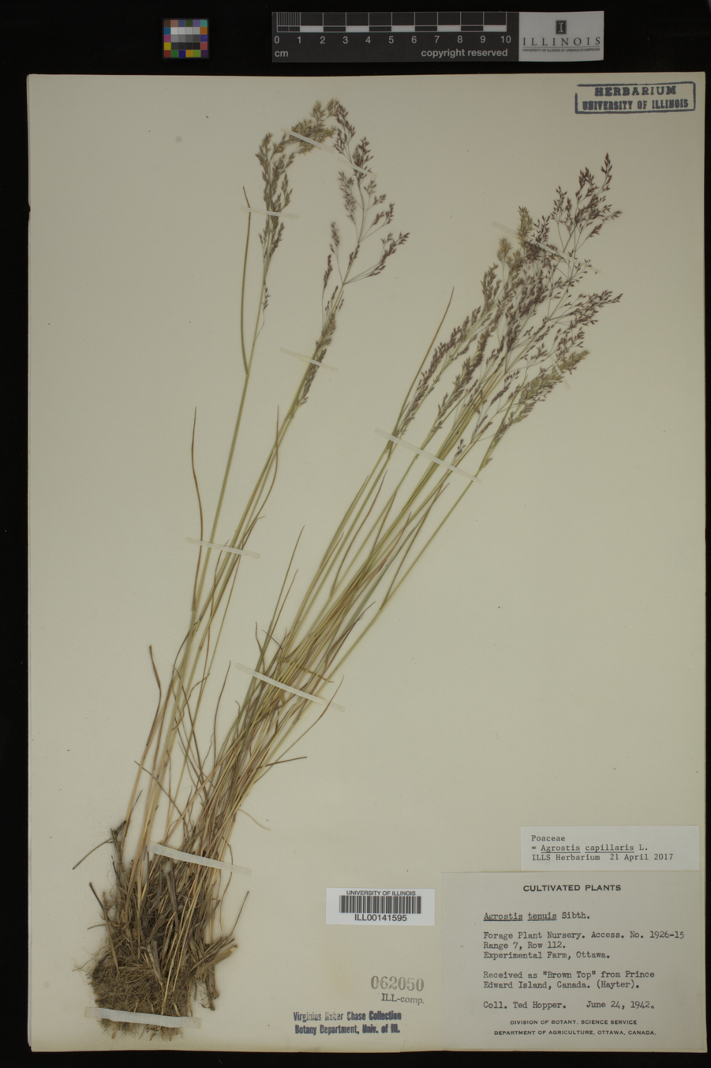 Agrostis capillaris image