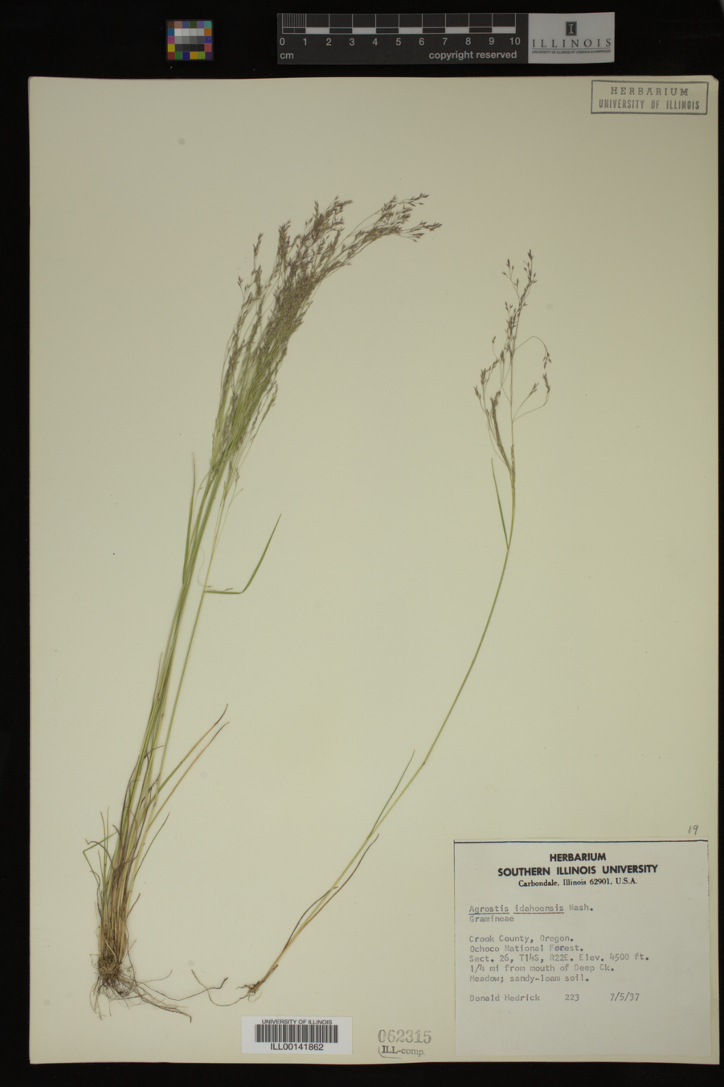 Agrostis idahoensis image